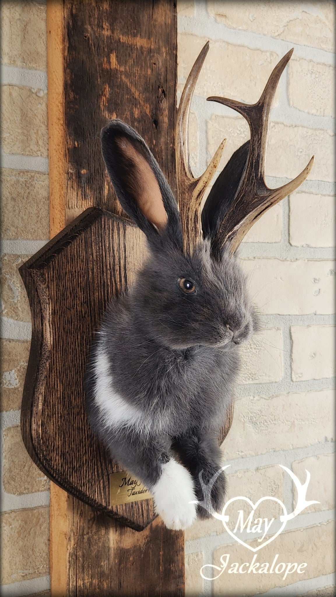 Taxidermie d'un jackalope bleu et blanc, aux yeux noisette avec vrai bois