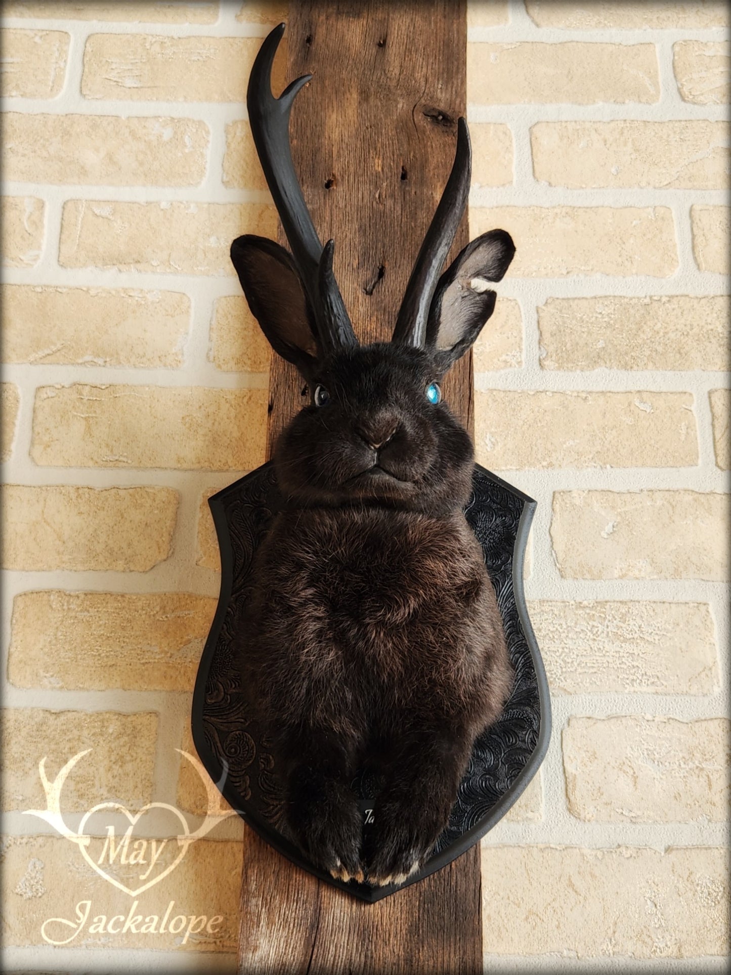 Black Jackalope taxidermy with blue eye and real antlers, damaged ear and scarred eye