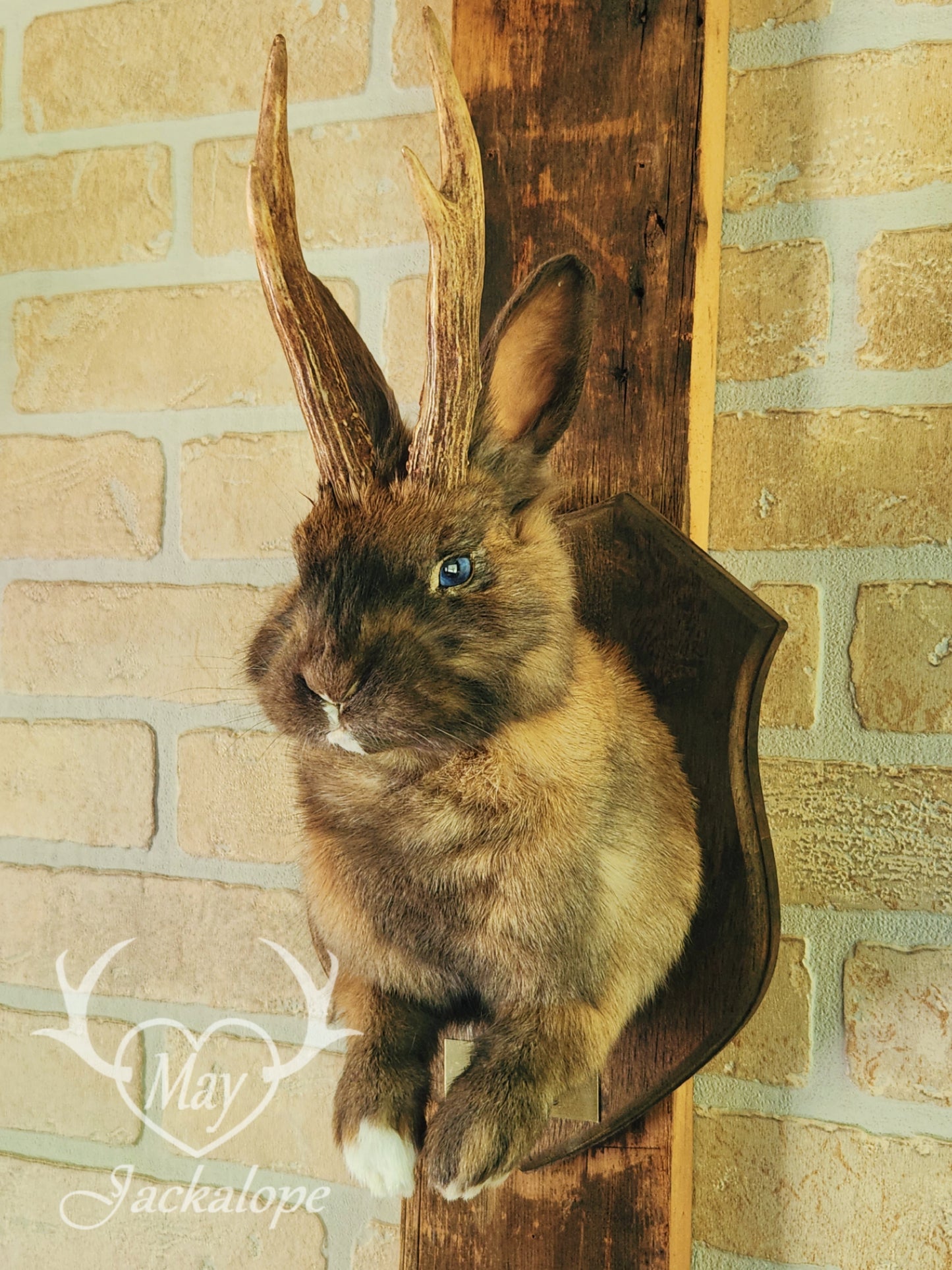 Fox colored jackalope with blue eyes and real antlers