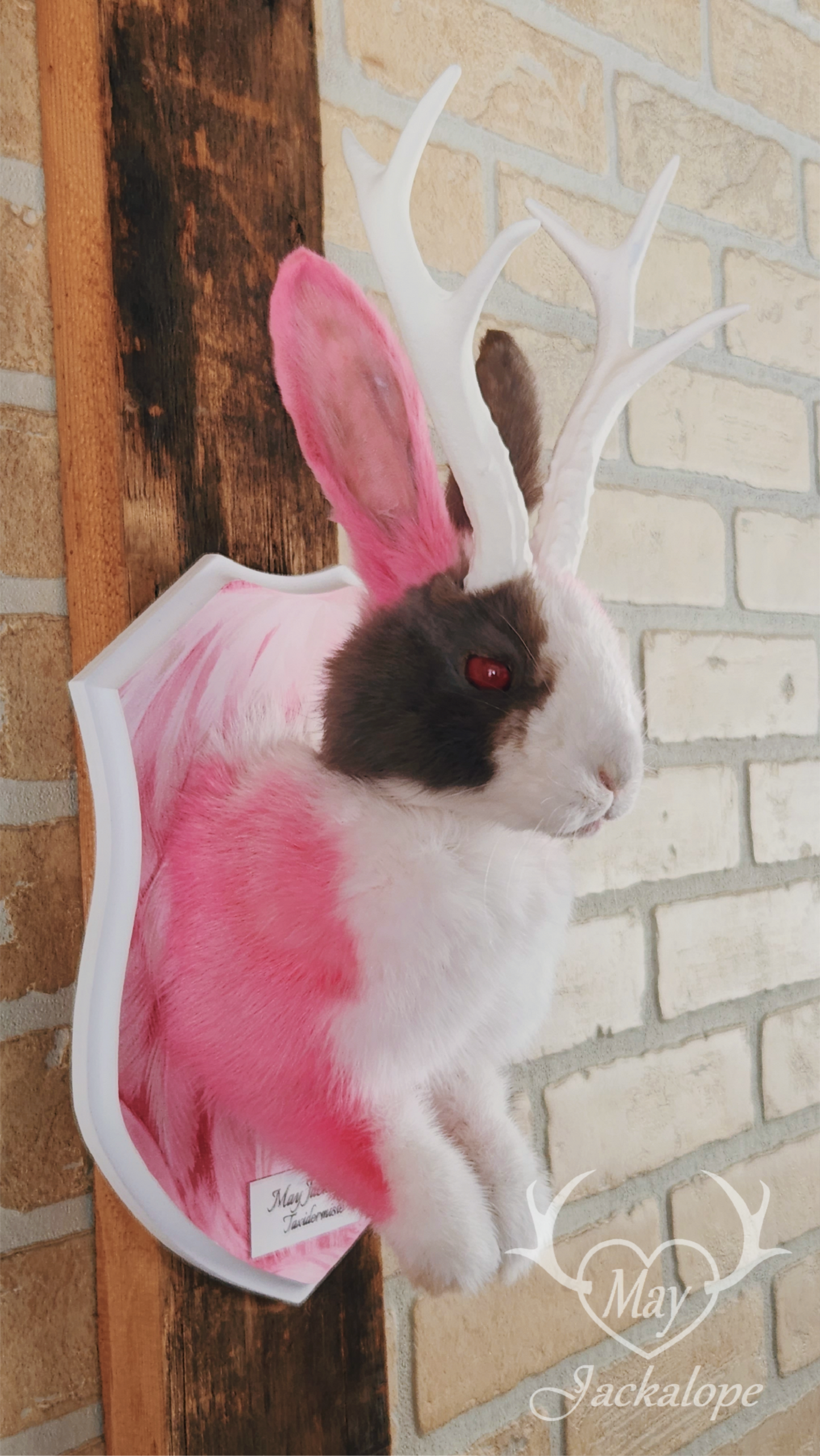 Taxidermie de Jackalope Hollandais trois couleures avec les yeux rouges et réplique de bois