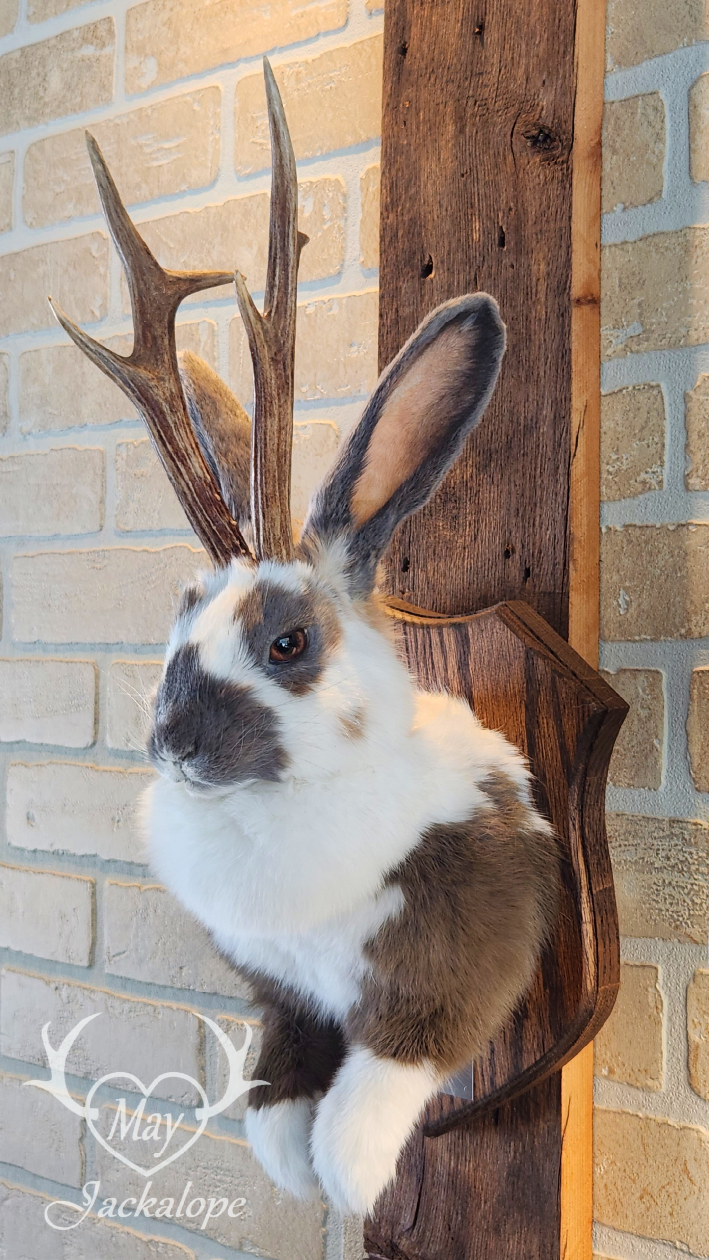 Taxidermie de Jackalope trois couleures Tuxedo, aux yeux noisettes et vrais bois