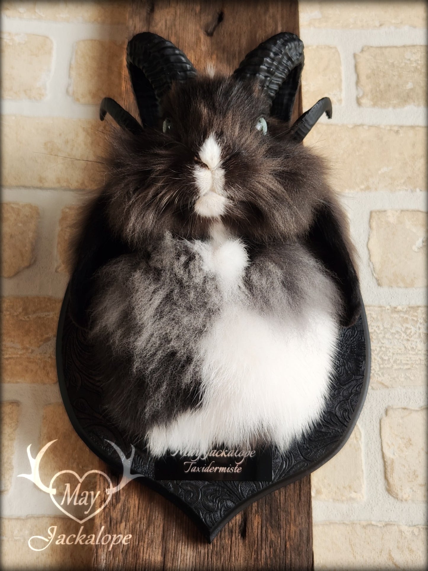 Small black & white jackalope taxidermy with blue eyes & horns replica