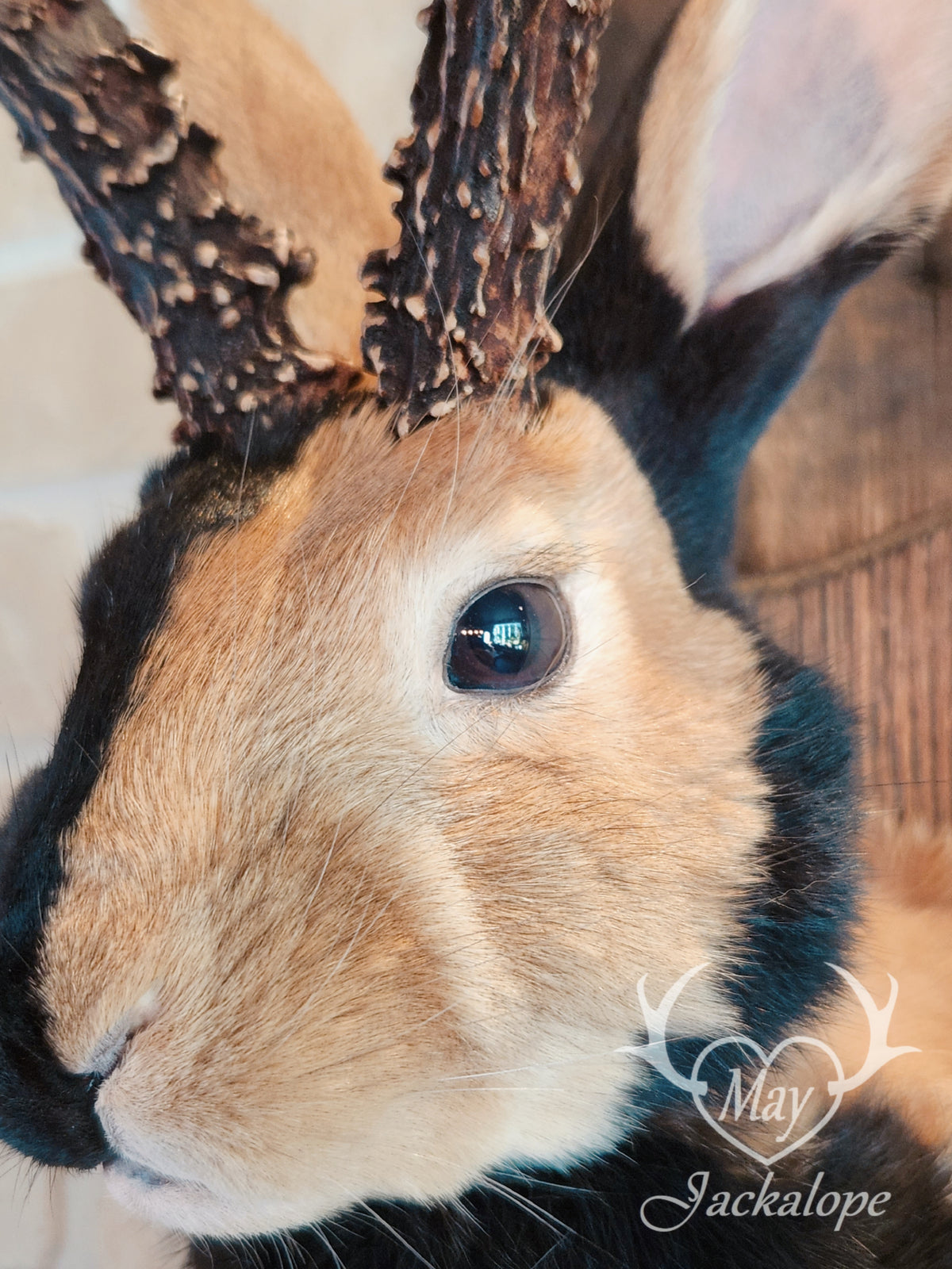 black & orange (replica) harlequin jackalope taxidermy with dark eyes and real antlers