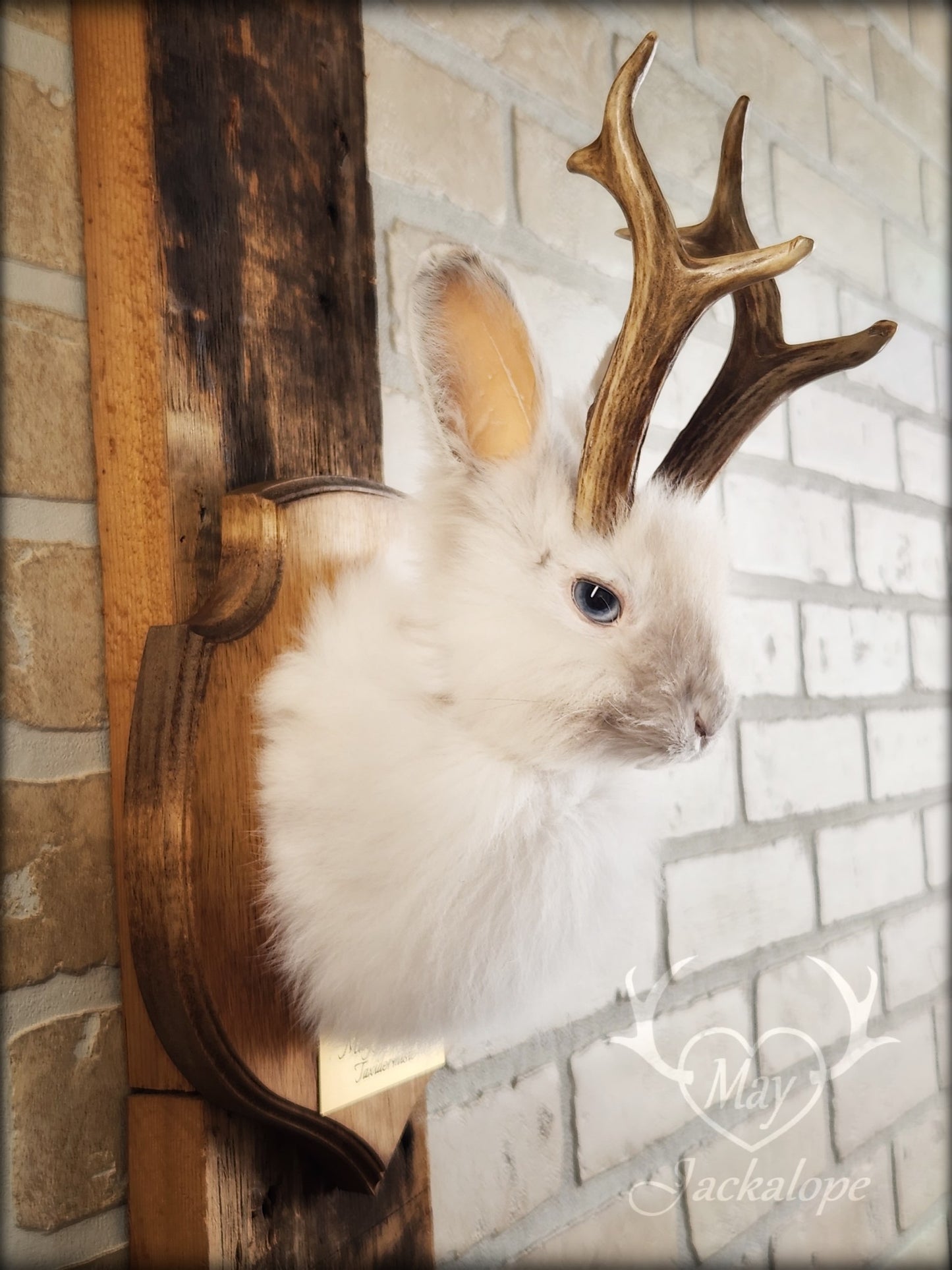 Small white jackalope taxidermy with blue eyes & real antlers