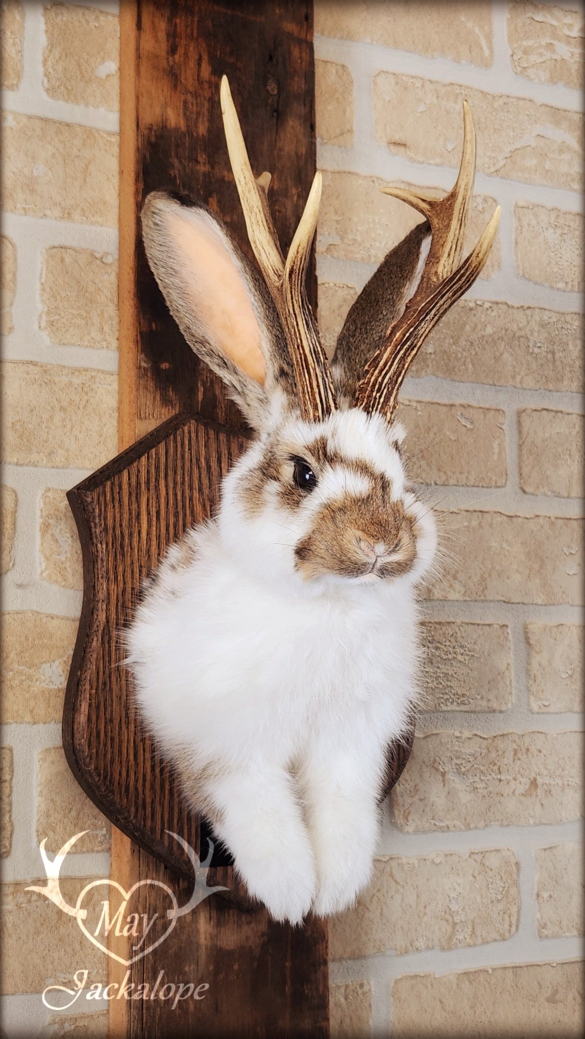 Taxidermie d'un jackalope blanc et brun, aux yeux foncés avec vrai bois