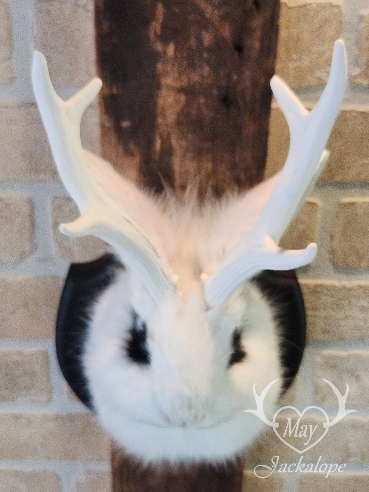 White & black Jackalope taxidermy with blue eyes & antlers replica