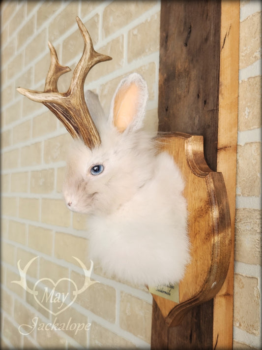 Small white jackalope taxidermy with blue eyes & real antlers