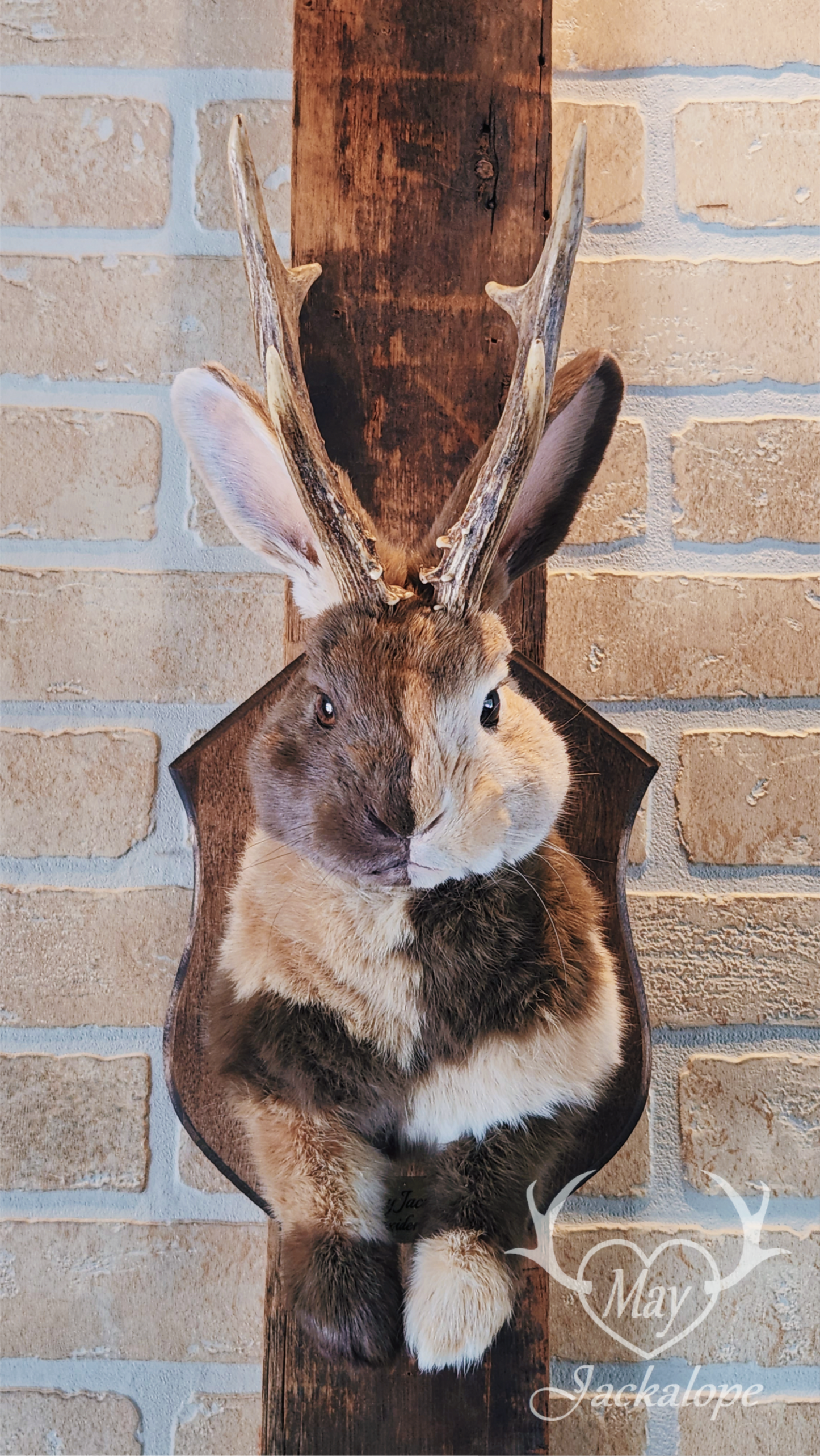 Taxidermie de Jackalope Harlequin ''Japonais Bleu'' aux yeux hétérochromia et vrais bois