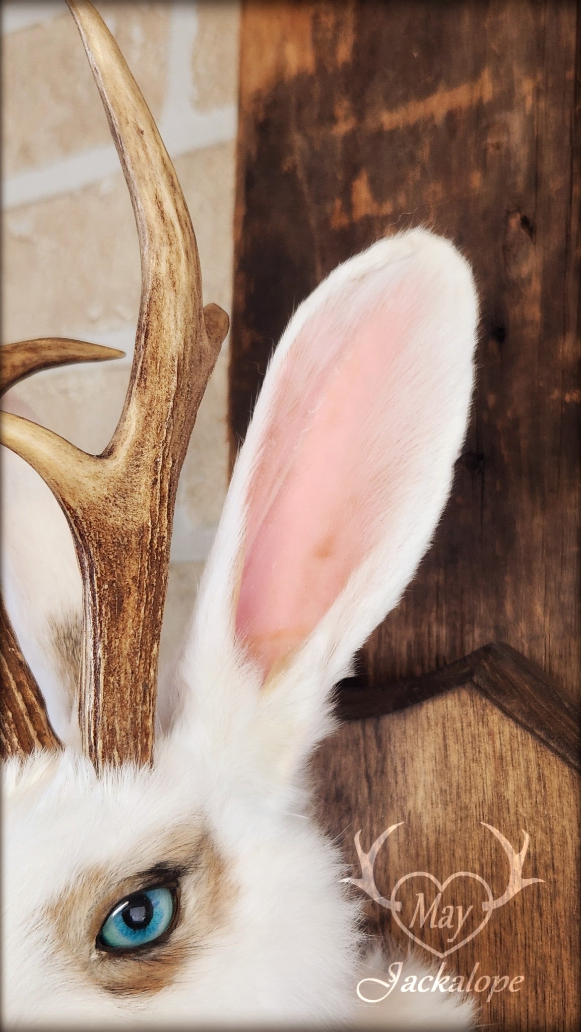 White and light brown jackalope taxidermy with teal eyes & real antlers