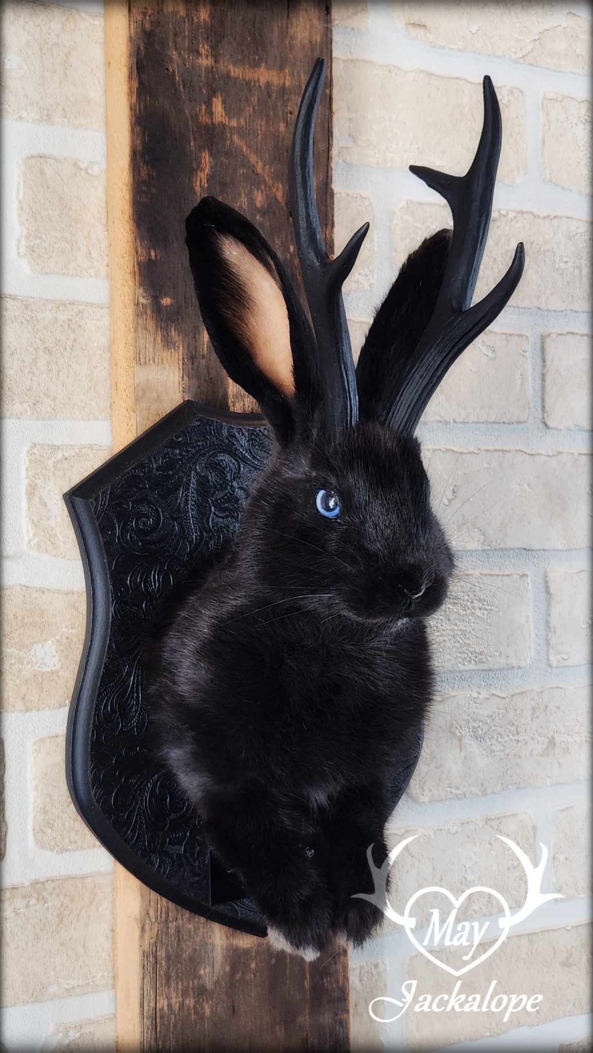 Taxidermie de jackalope noir aux yeux bleu et réplique réaliste de bois