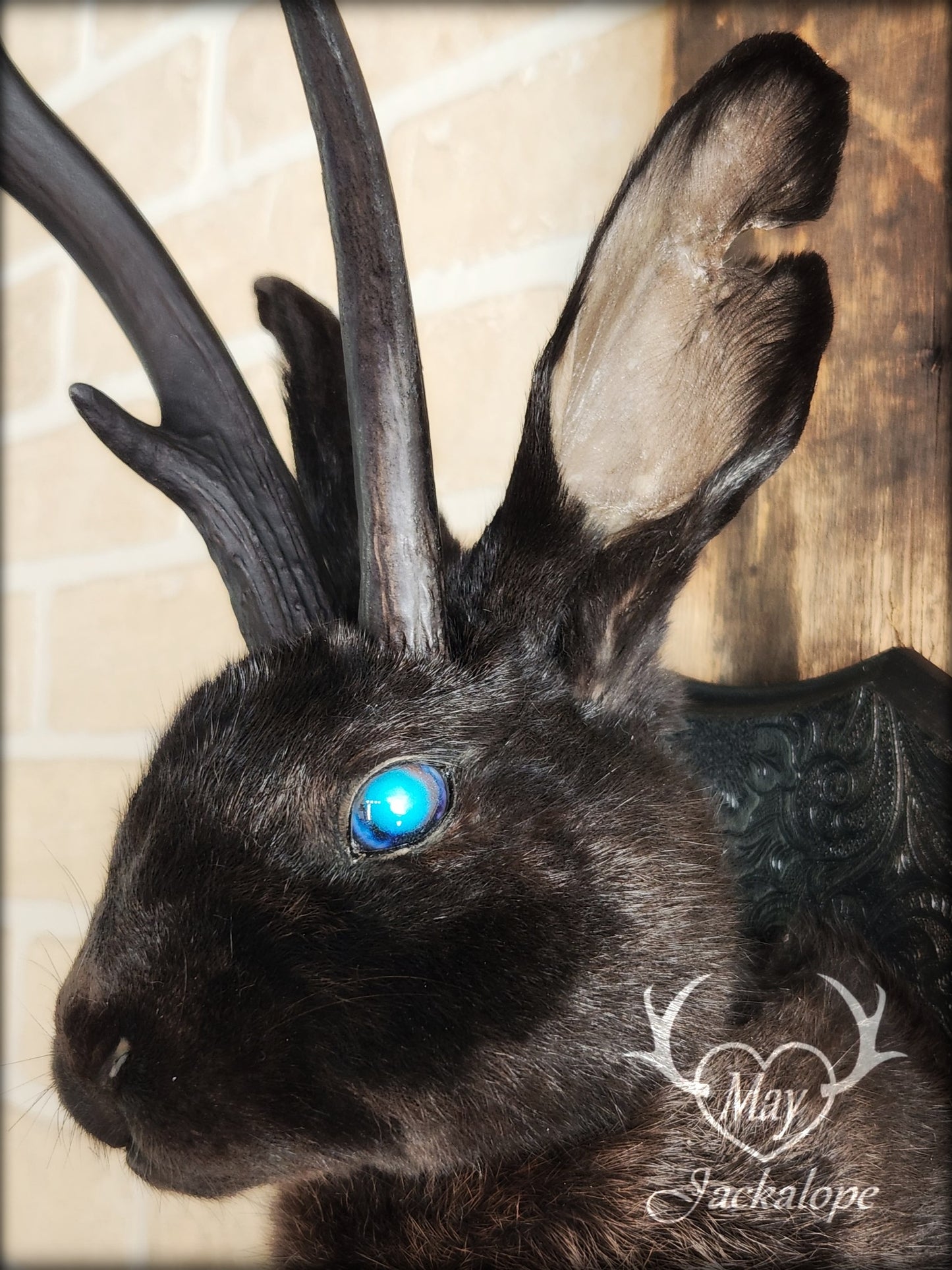 Black Jackalope taxidermy with blue eye and real antlers, damaged ear and scarred eye
