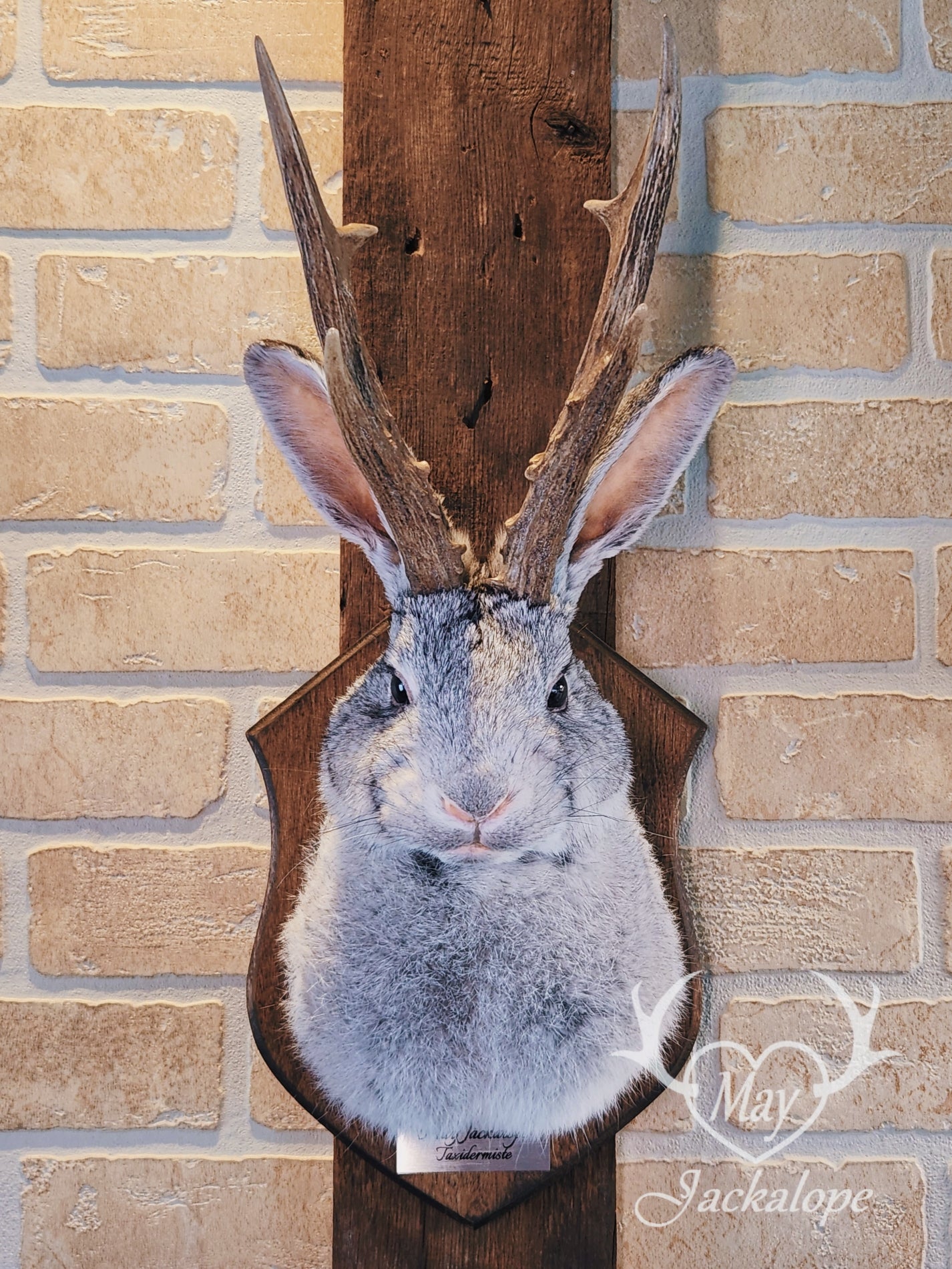 Grey jackalope taxidermy with dark eyes & real antlers