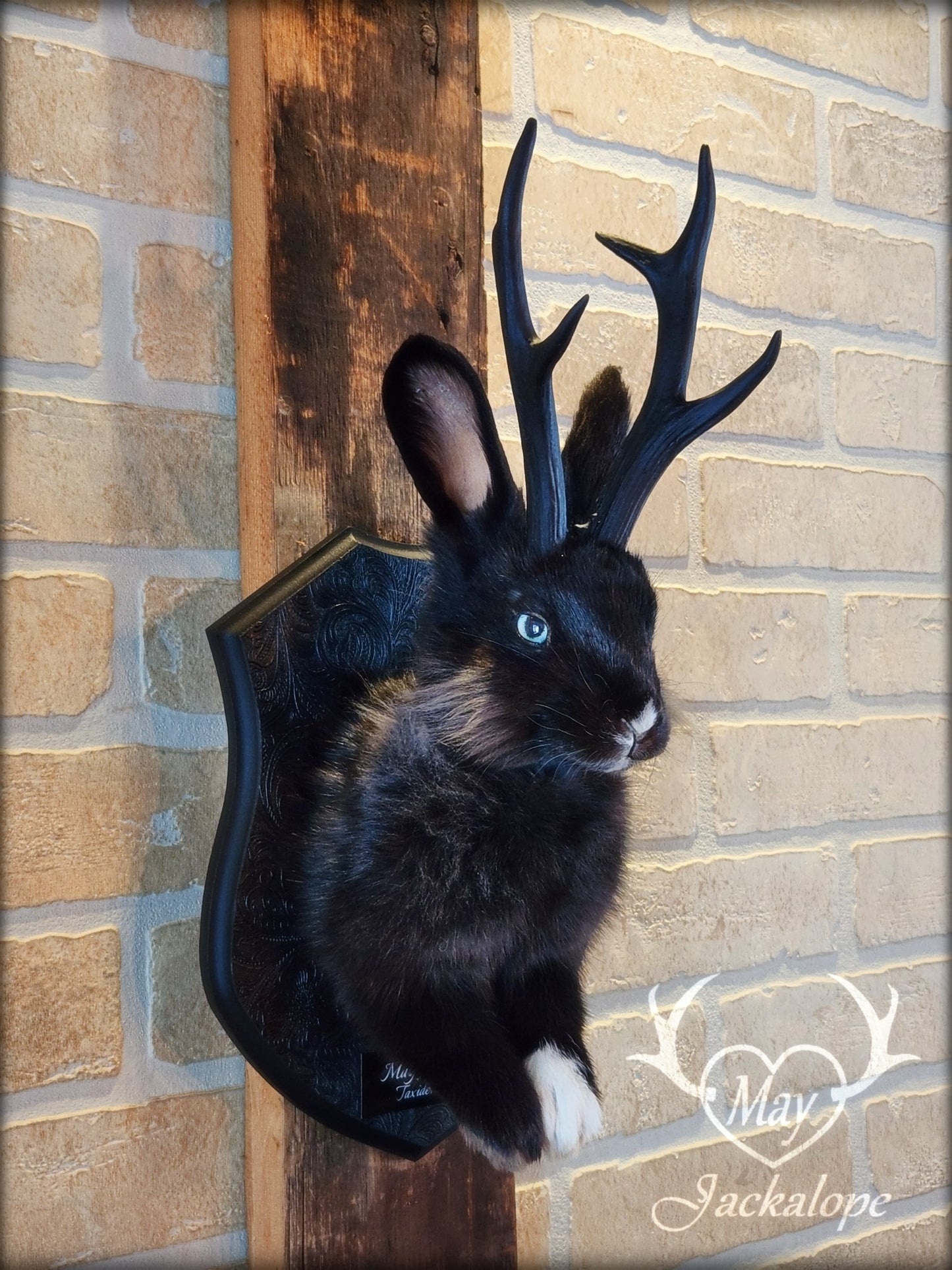 Taxidermie de jackalope noir avec une patte blanche, aux yeux bleu et réplique réaliste de bois