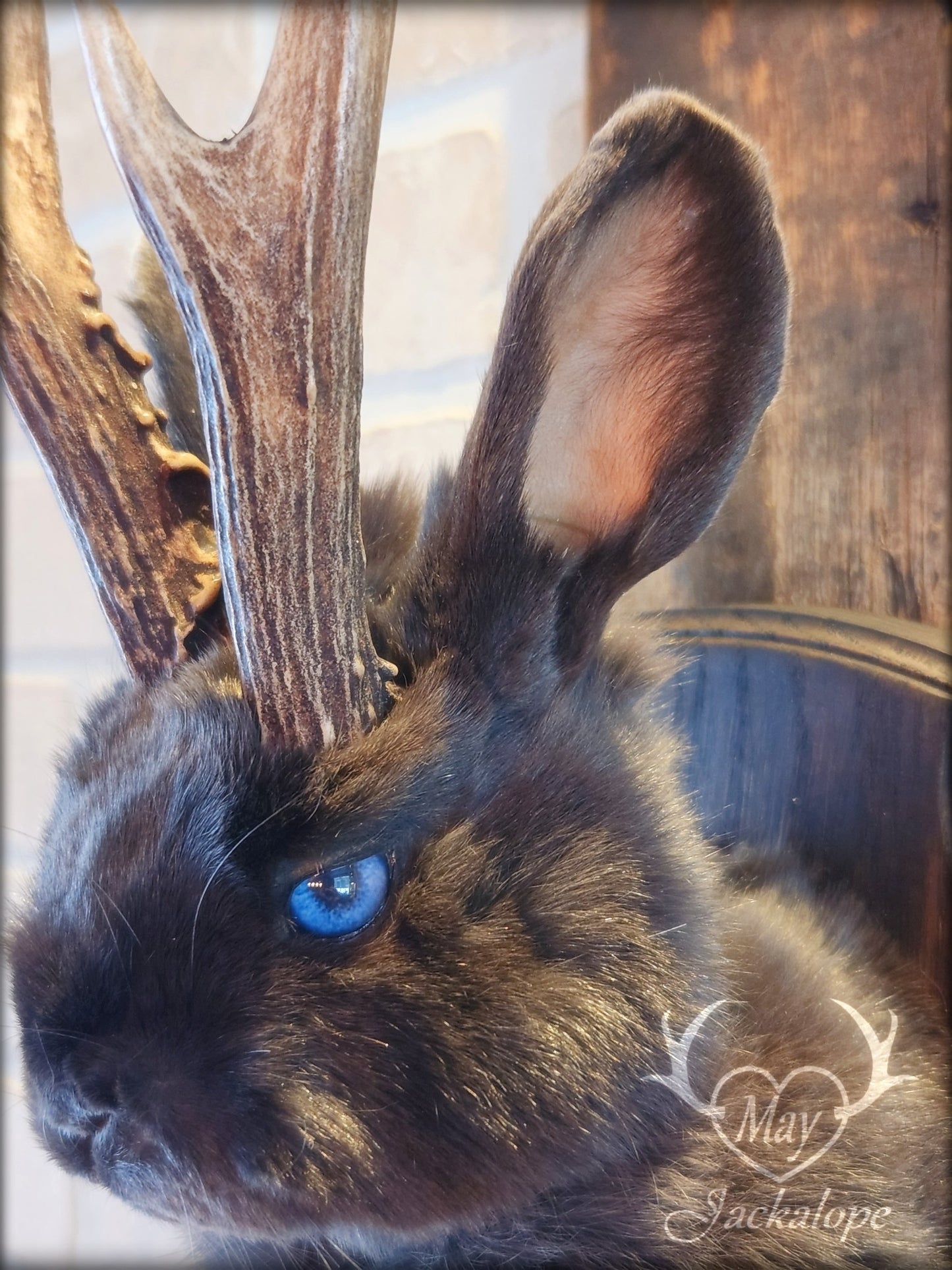 Taxidermie d'un mini jackalope gris-bleu aux yeux bleu vif et vrais bois