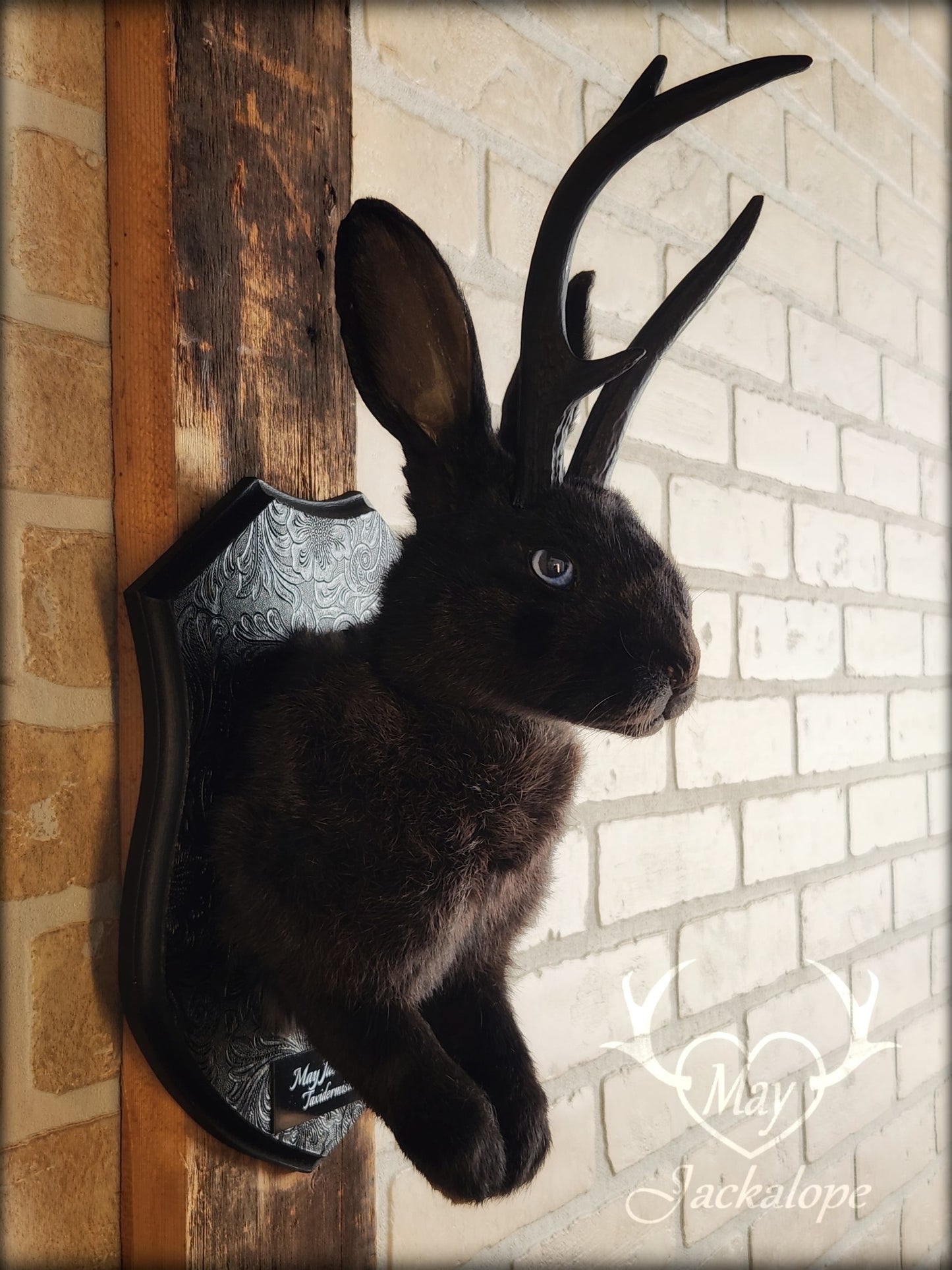 Black Jackalope taxidermy with blue eye and real antlers, damaged ear and scarred eye
