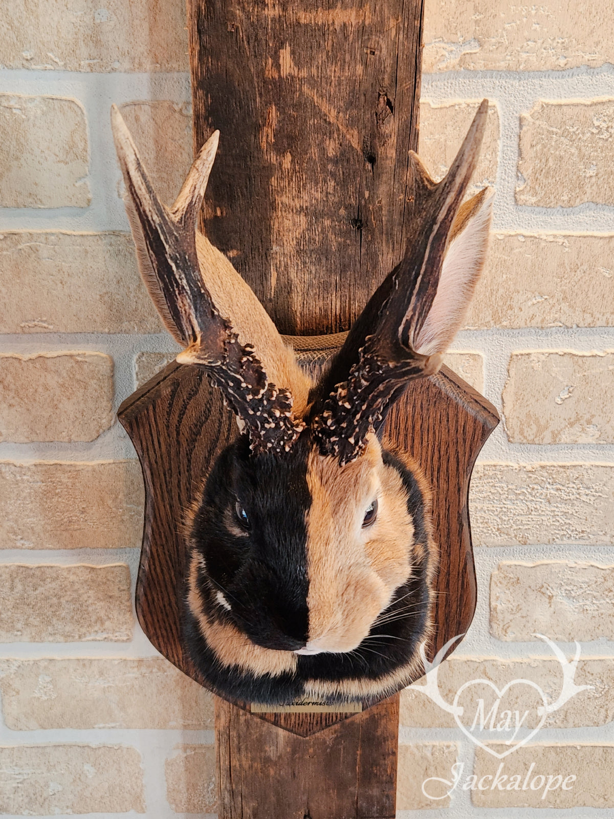 black & orange (replica) harlequin jackalope taxidermy with dark eyes and real antlers