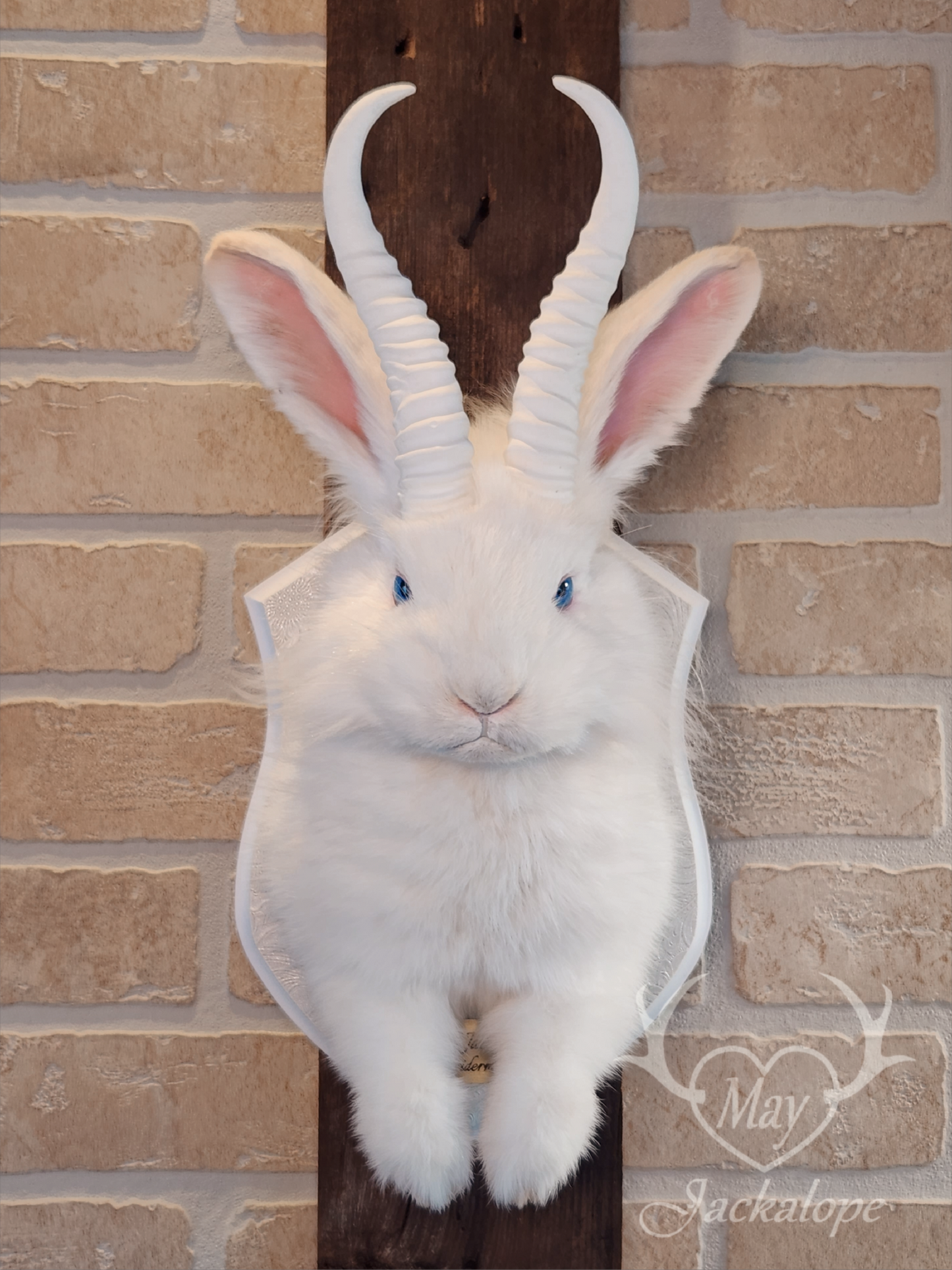 Long-haired white Jackalope taxidermy with bright blue eyes & horns replica