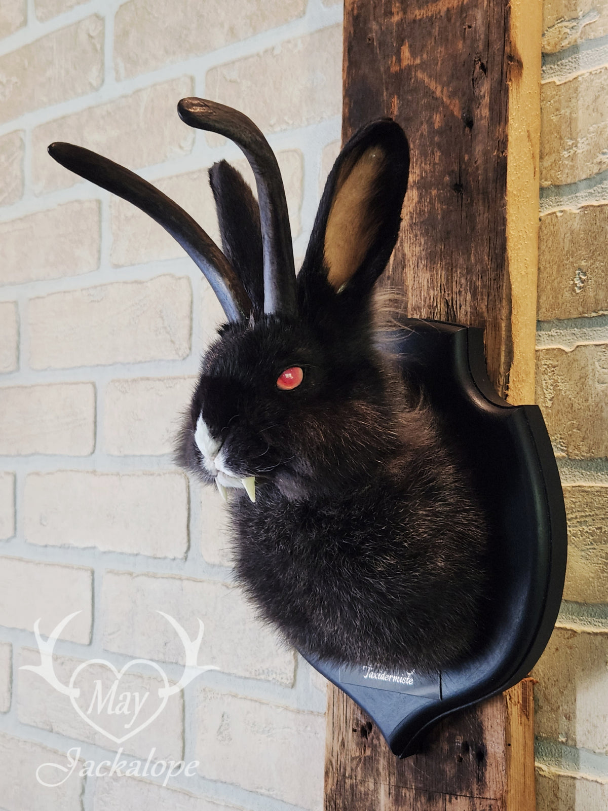 Black & white vampire Jackalope taxidermy with red eyes & real antlers