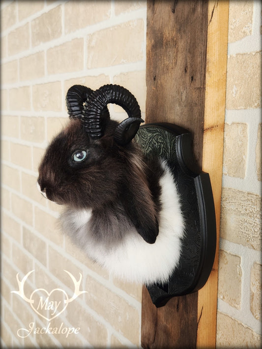 Small black & white jackalope taxidermy with blue eyes & horns replica