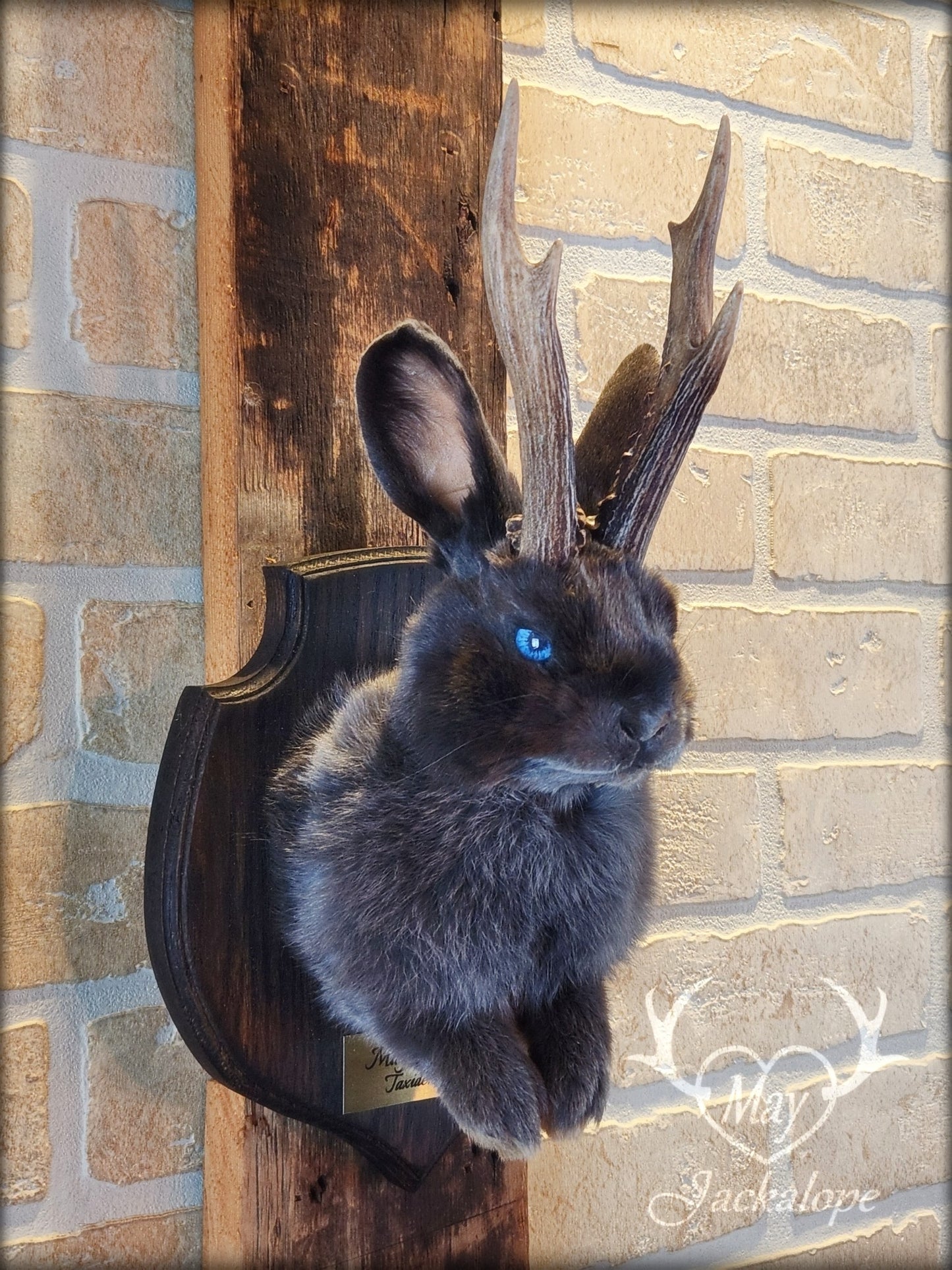 Taxidermie d'un mini jackalope gris-bleu aux yeux bleu vif et vrais bois