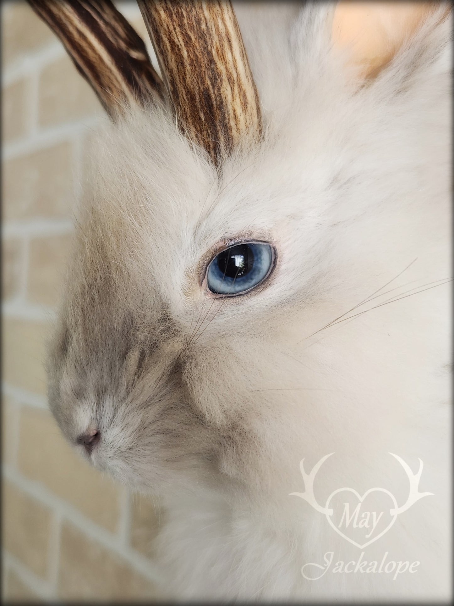 Small white jackalope taxidermy with blue eyes & real antlers