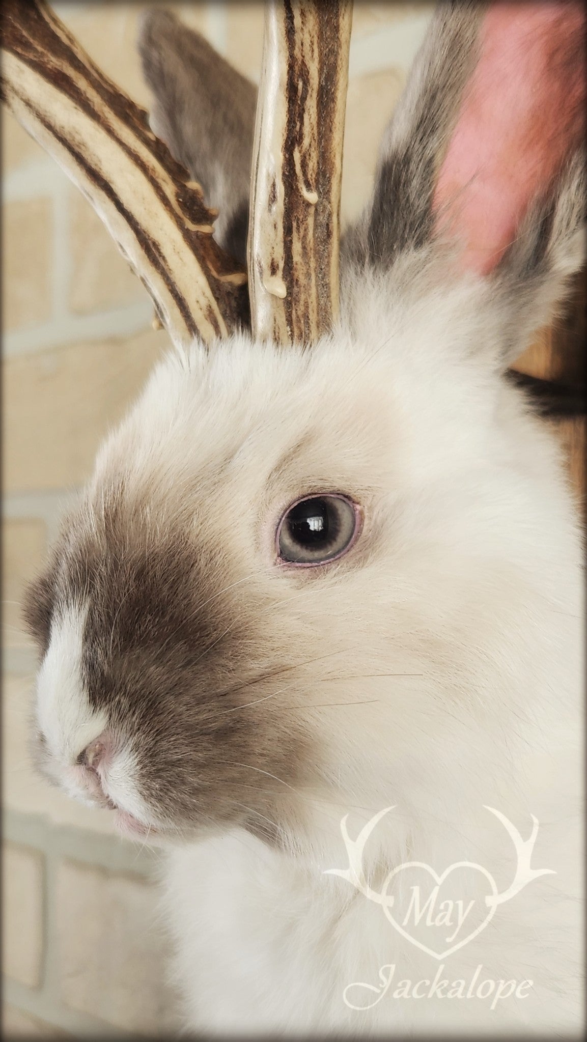 Taxidermie d'un jackalope blanc et gris pâle, aux yeux gris avec vrai panache