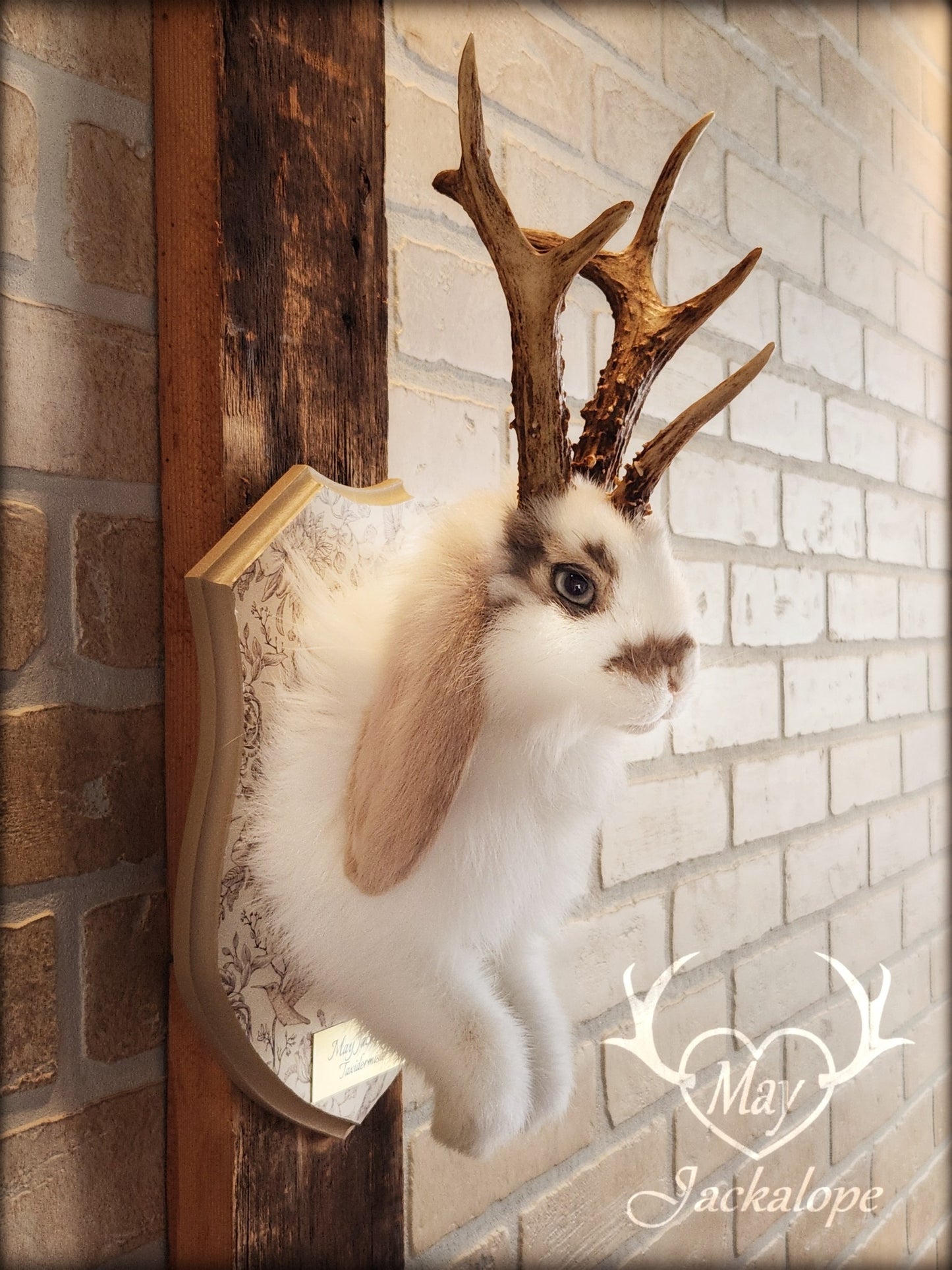 White and light brown jackalope taxidermy with grey eyes & real antlers