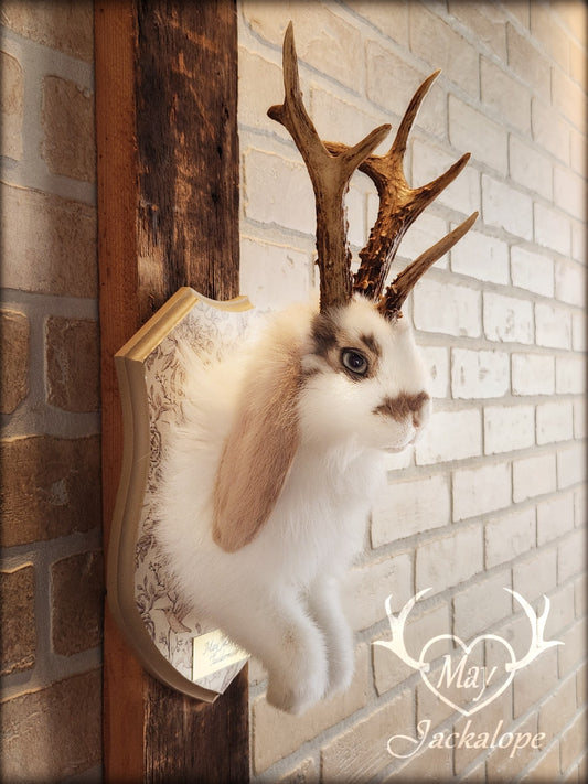 White and light brown jackalope taxidermy with grey eyes & real antlers