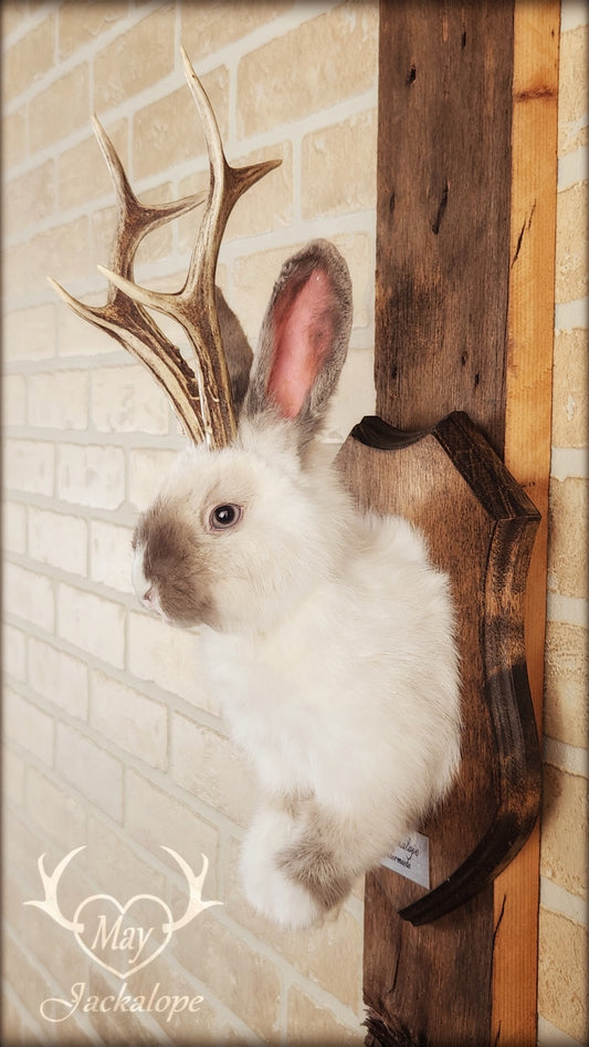 Taxidermie d'un jackalope blanc et gris pâle, aux yeux gris avec vrai panache