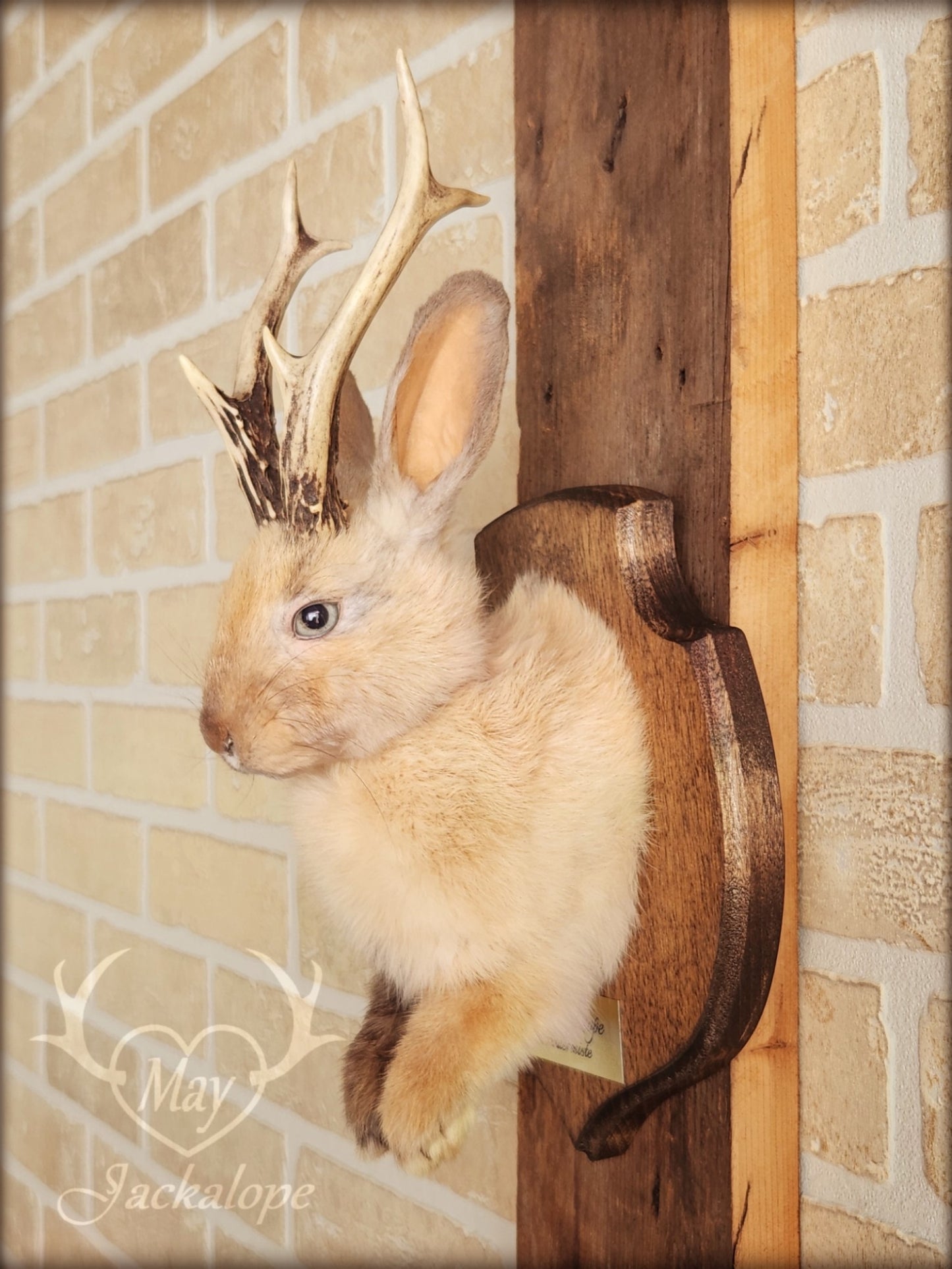 Small jackalope taxidermy, harlequin fur with blue eyes & real antlers