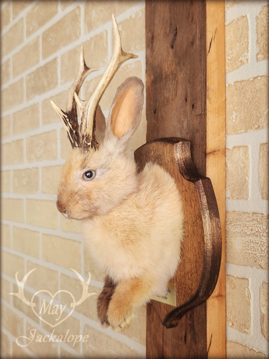 Small jackalope taxidermy, harlequin fur with blue eyes & real antlers