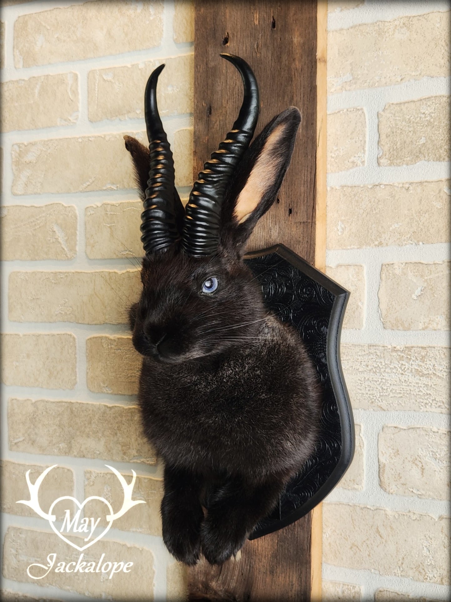 Black Jackalope taxidermy with light blue eyes and horns replica.