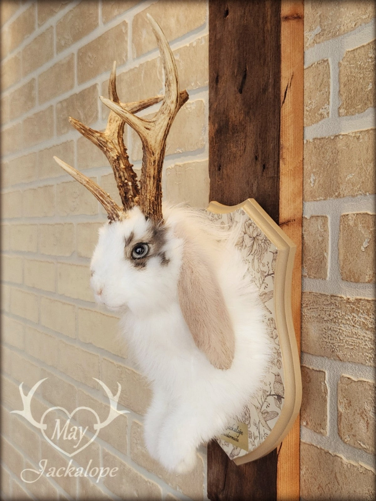 White and light brown jackalope taxidermy with grey eyes & real antlers