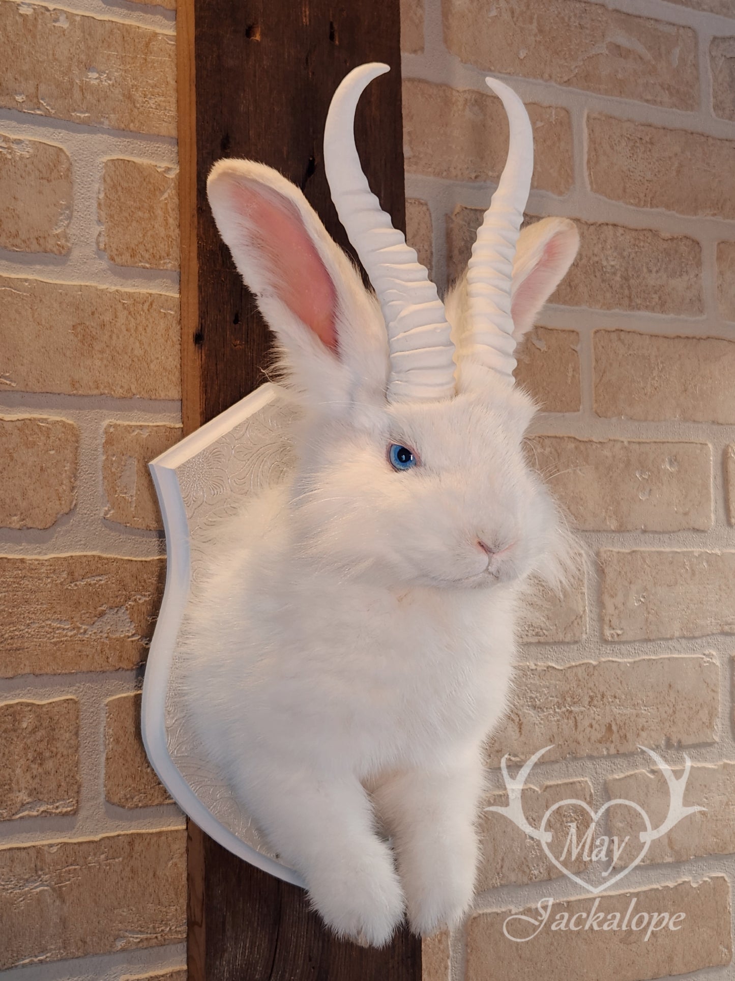 Long-haired white Jackalope taxidermy with bright blue eyes & horns replica