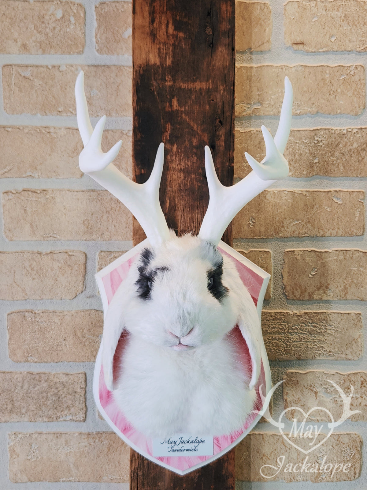 White & blue lop Jackalope taxidermy with grey-blue eyes & big antlers replica