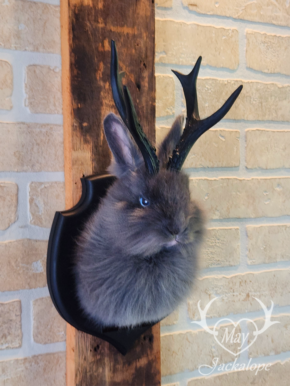 Long-furred blue Jackalope taxidermy with blue eyes & antlers replica