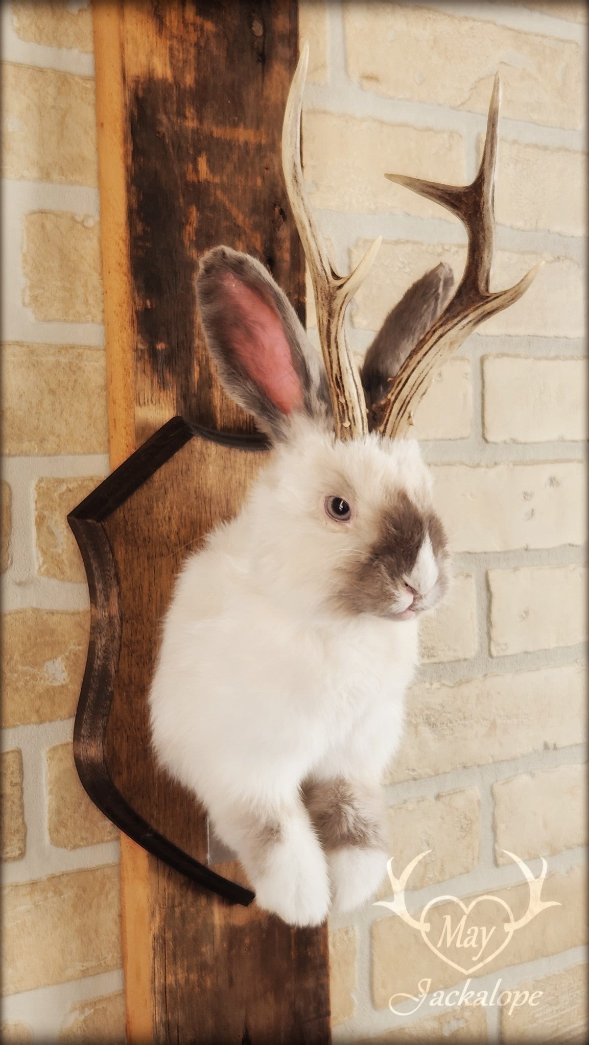Taxidermie d'un jackalope blanc et gris pâle, aux yeux gris avec vrai panache