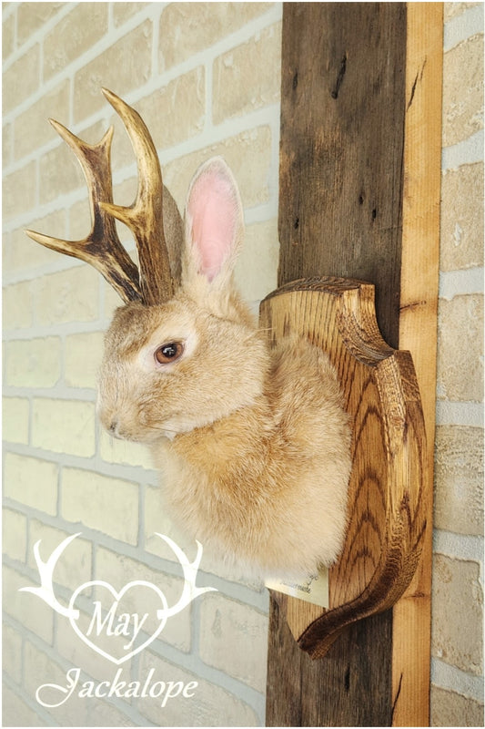 Taxidermies d'un minis jackalopes beige avec vrais un panaches