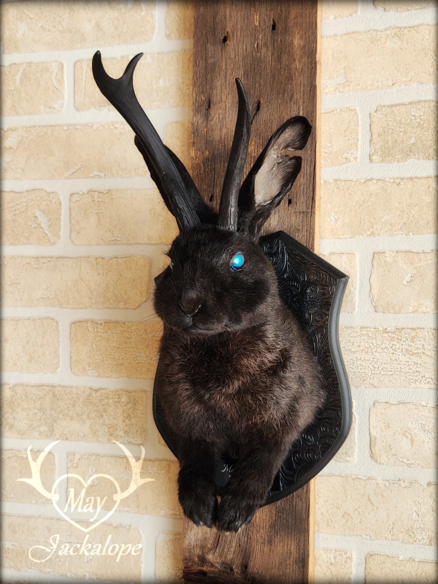 Black Jackalope taxidermy with blue eye and real antlers, damaged ear and scarred eye