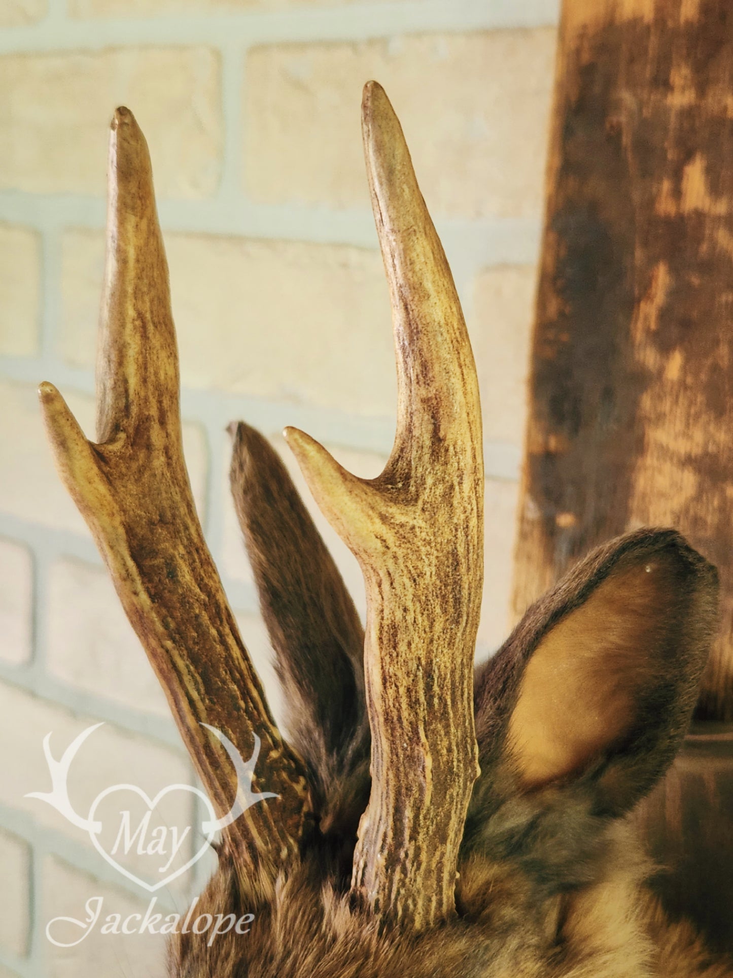 Fox colored jackalope with blue eyes and real antlers