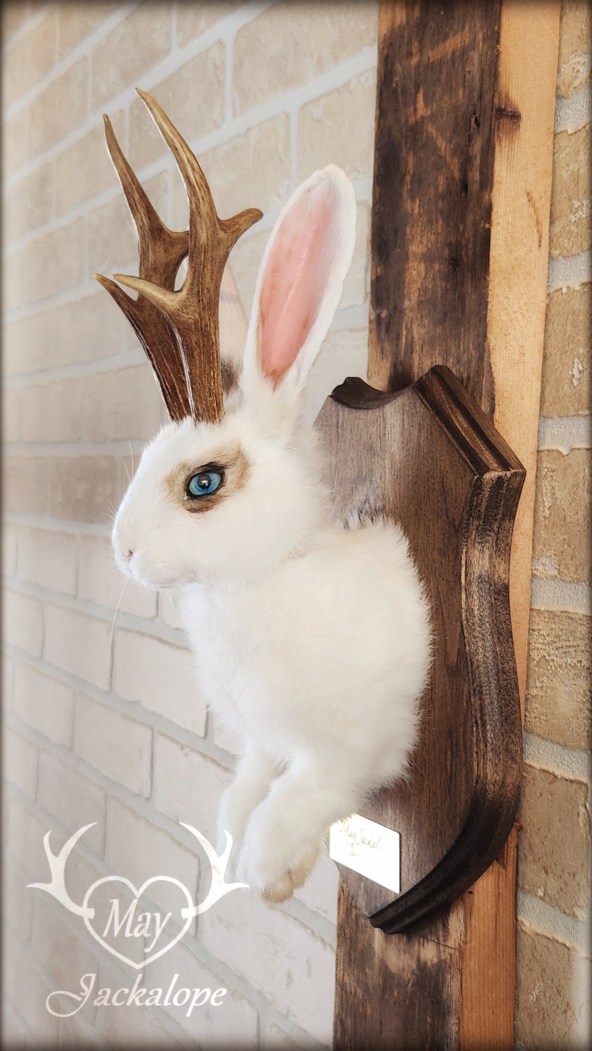 White and light brown jackalope taxidermy with teal eyes & real antlers