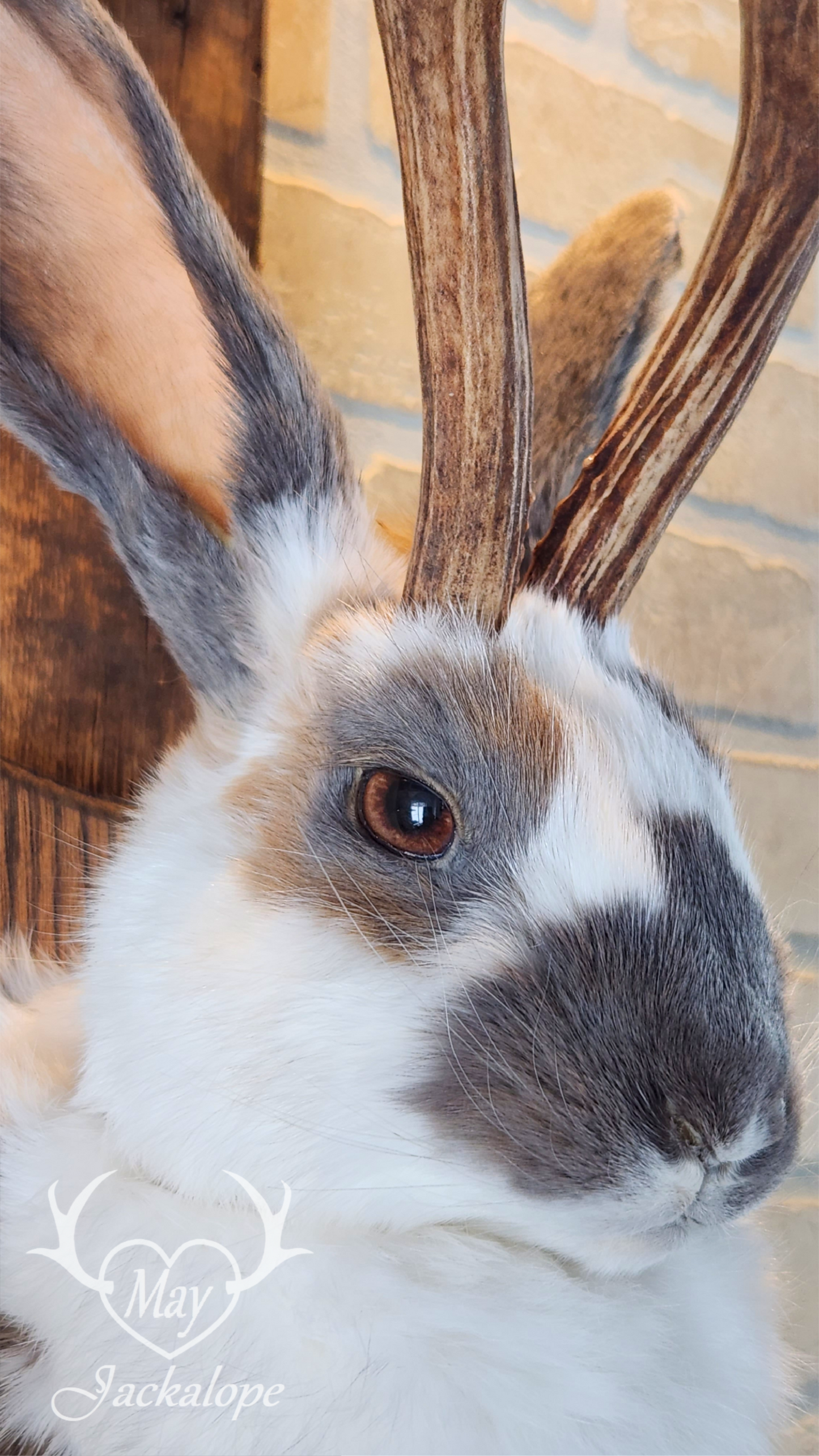 Taxidermie de Jackalope trois couleures Tuxedo, aux yeux noisettes et vrais bois