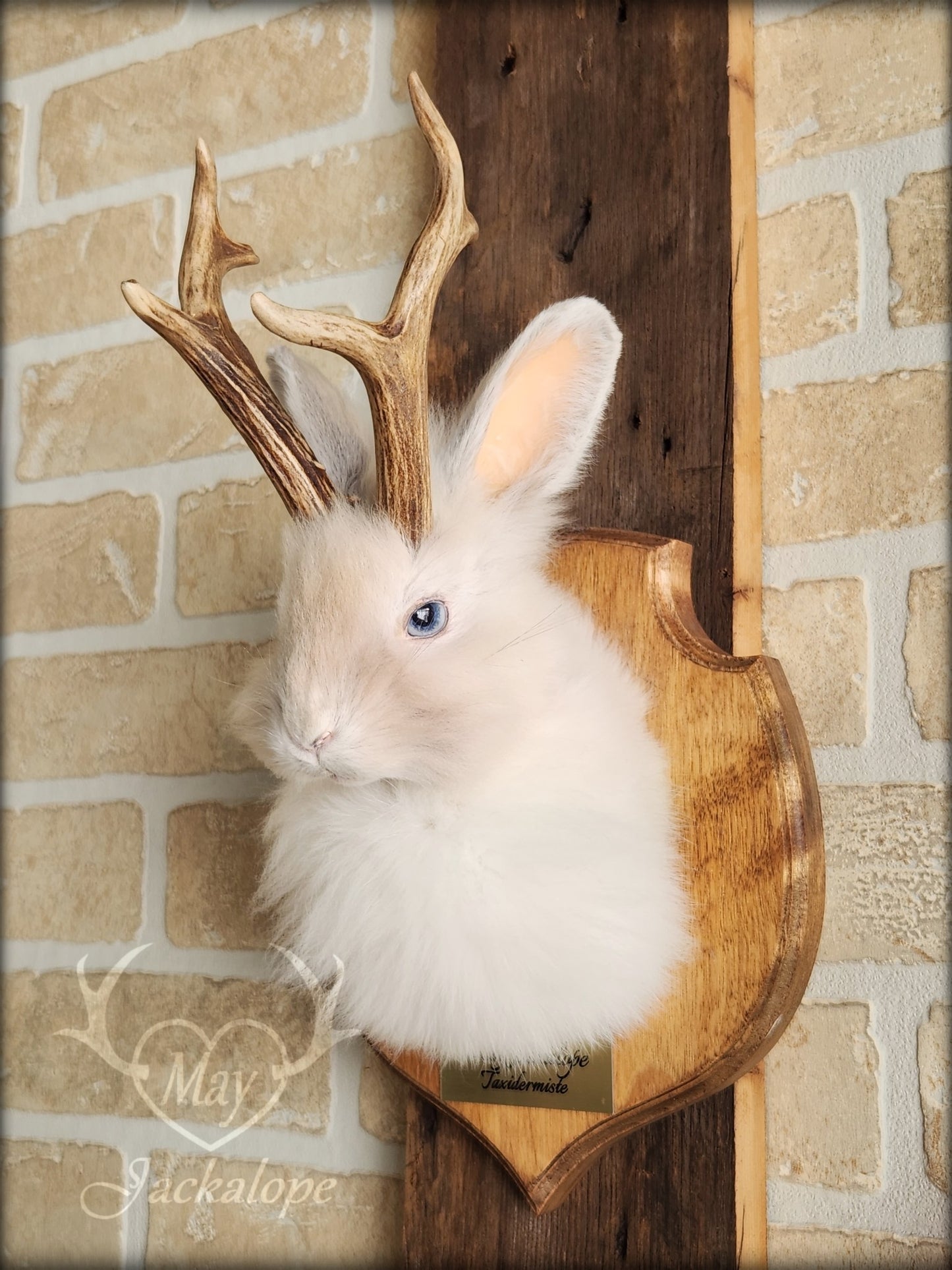 Small white jackalope taxidermy with blue eyes & real antlers