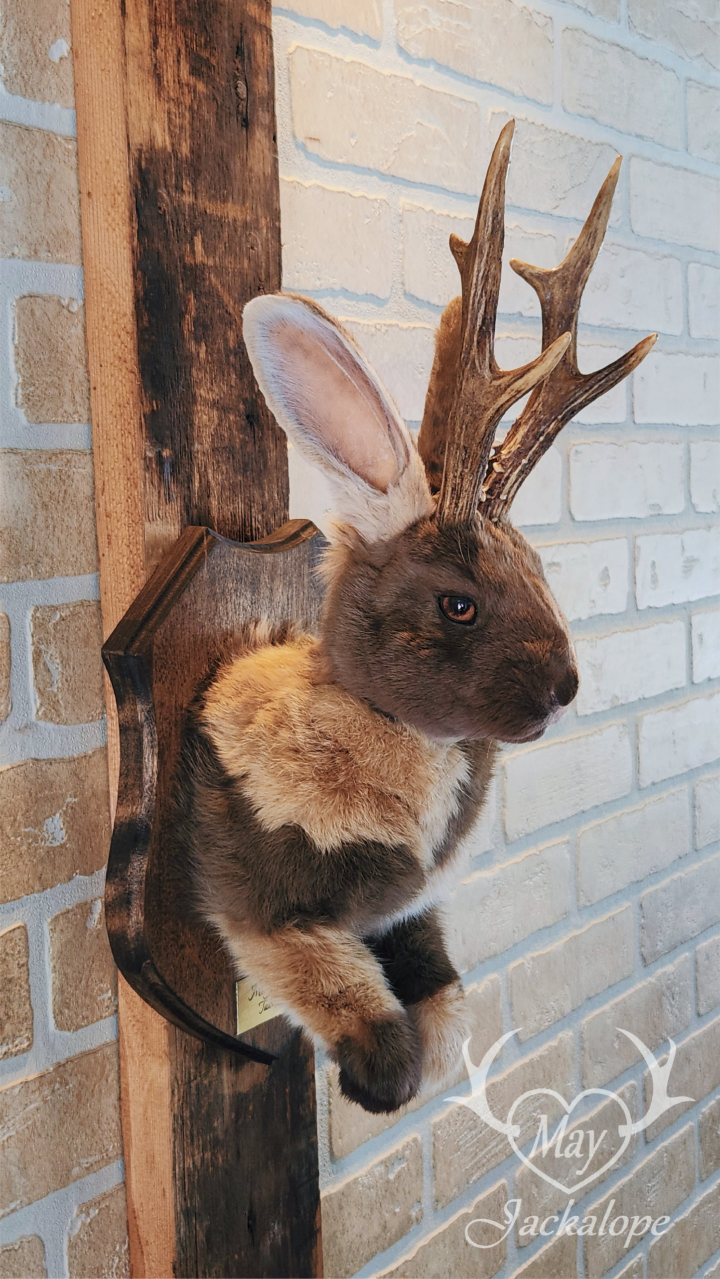 Taxidermie de Jackalope Harlequin ''Japonais Bleu'' aux yeux hétérochromia et vrais bois