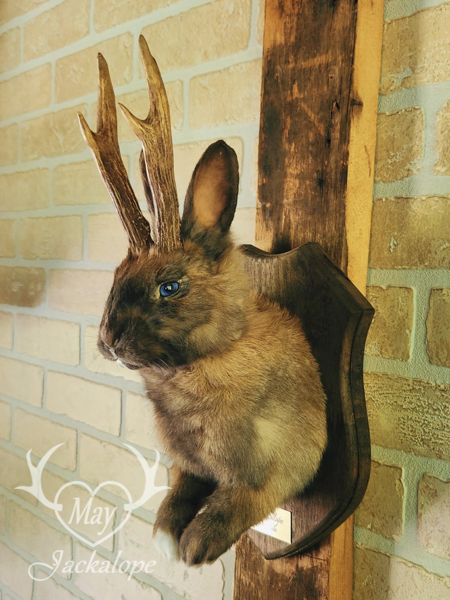 Fox colored jackalope with blue eyes and real antlers