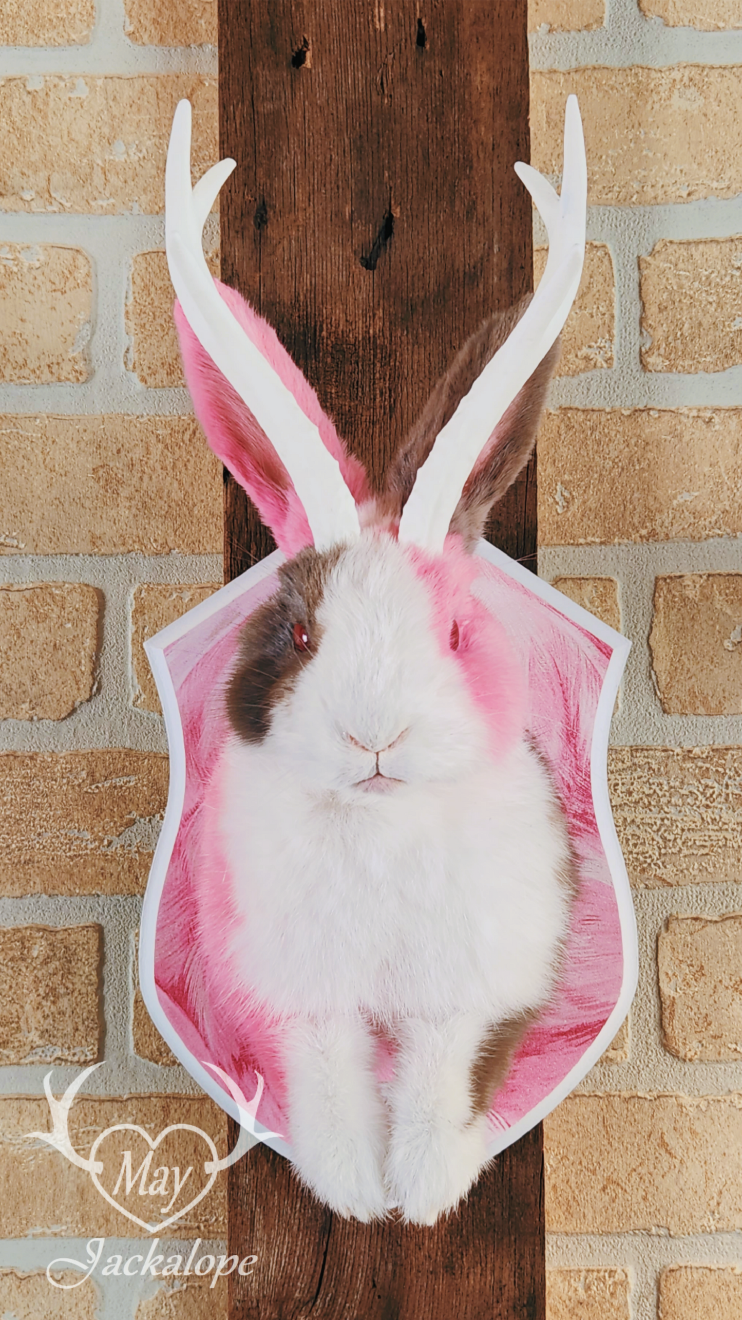 Taxidermie de Jackalope Hollandais trois couleures avec les yeux rouges et réplique de bois