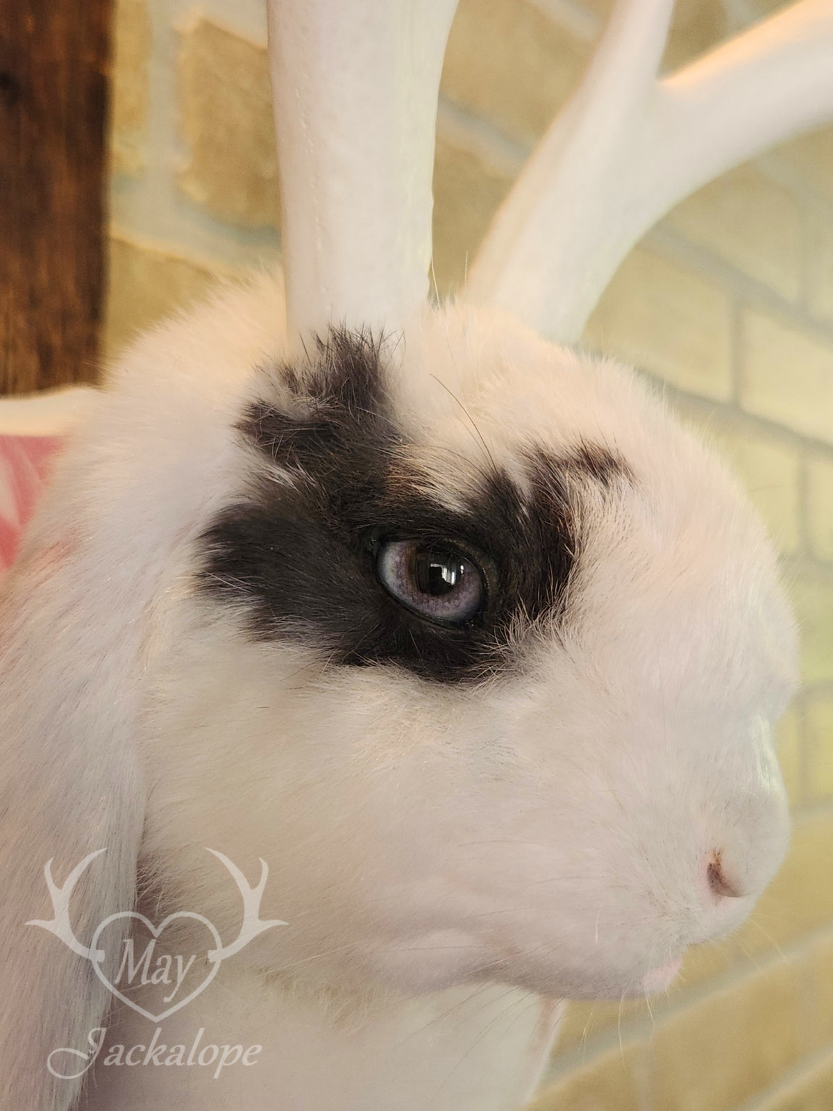 White & blue lop Jackalope taxidermy with grey-blue eyes & big antlers replica