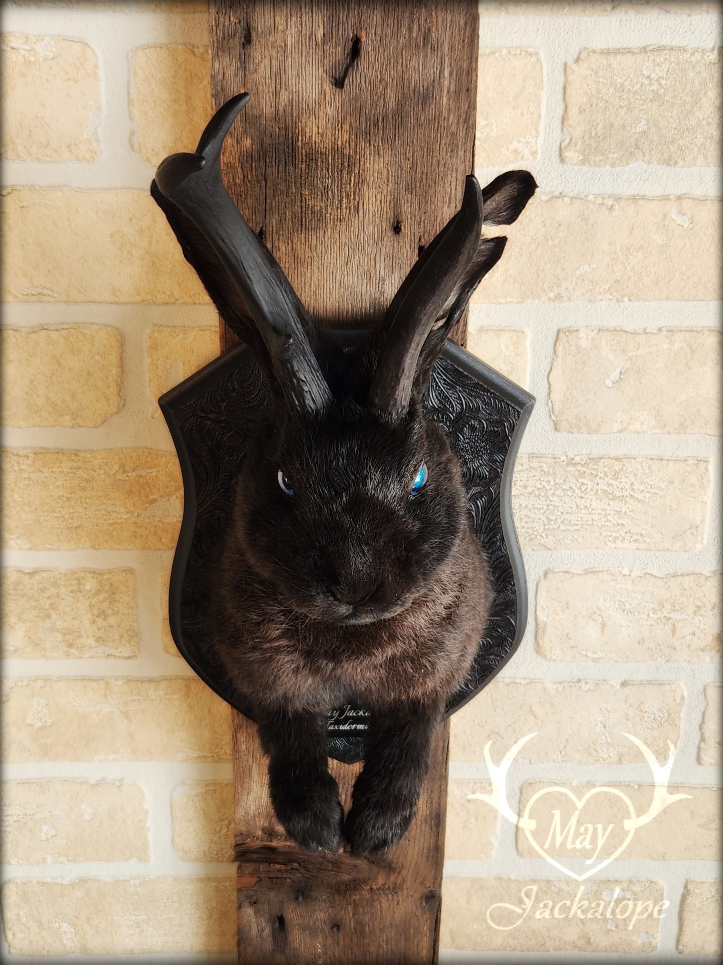 Black Jackalope taxidermy with blue eye and real antlers, damaged ear and scarred eye