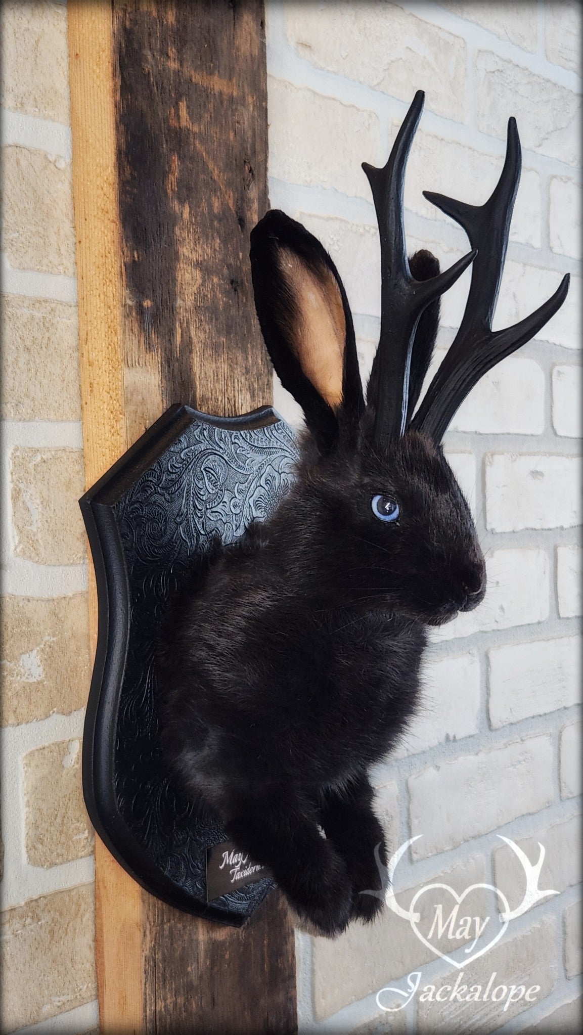 Taxidermie de jackalope noir aux yeux bleu et réplique réaliste de bois