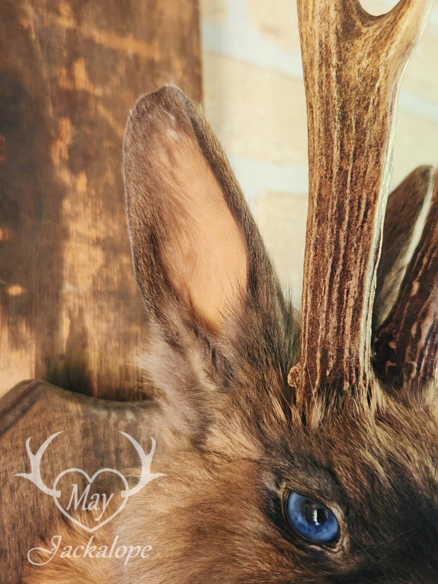 Fox colored jackalope with blue eyes and real antlers
